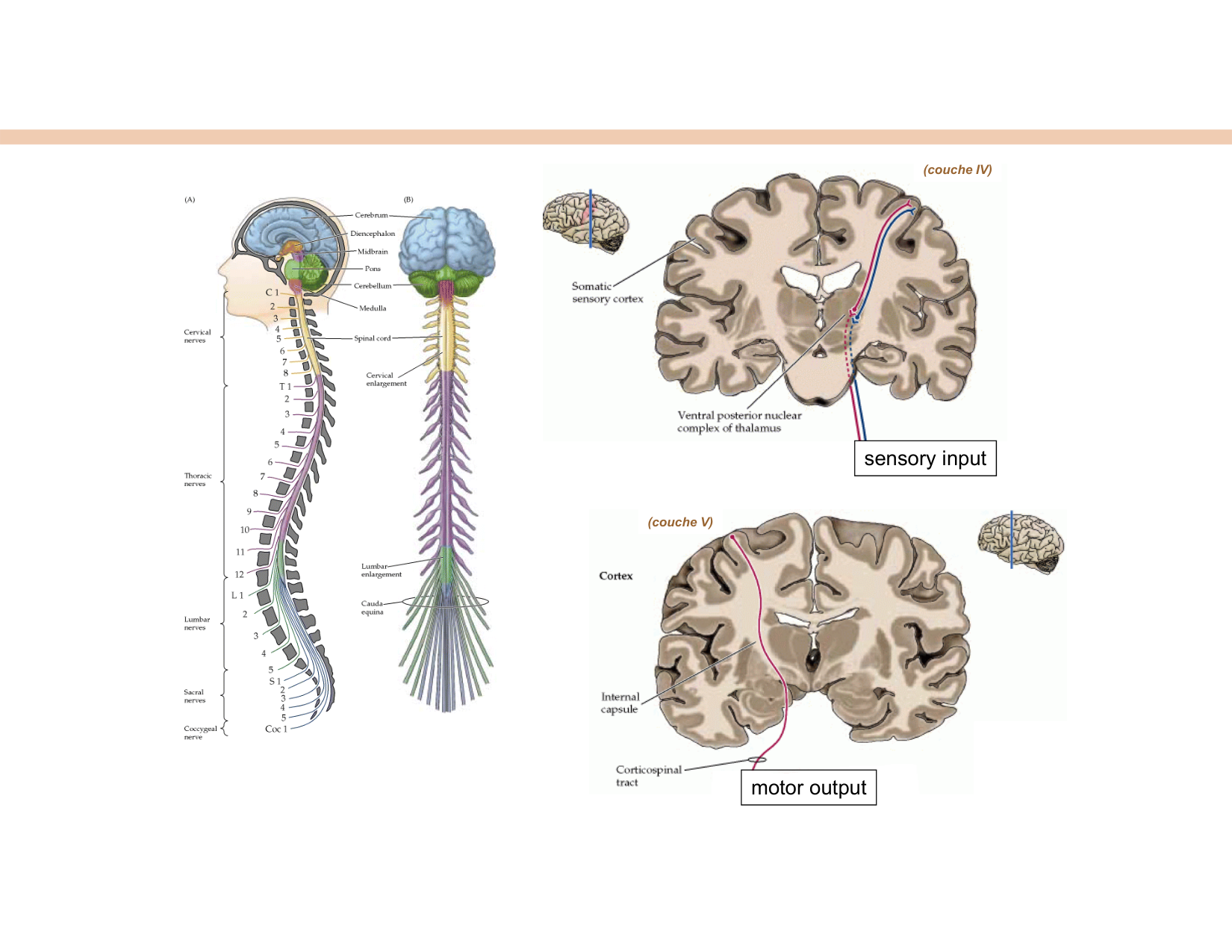 BA1 Techniques de Neuroimagerie page 8