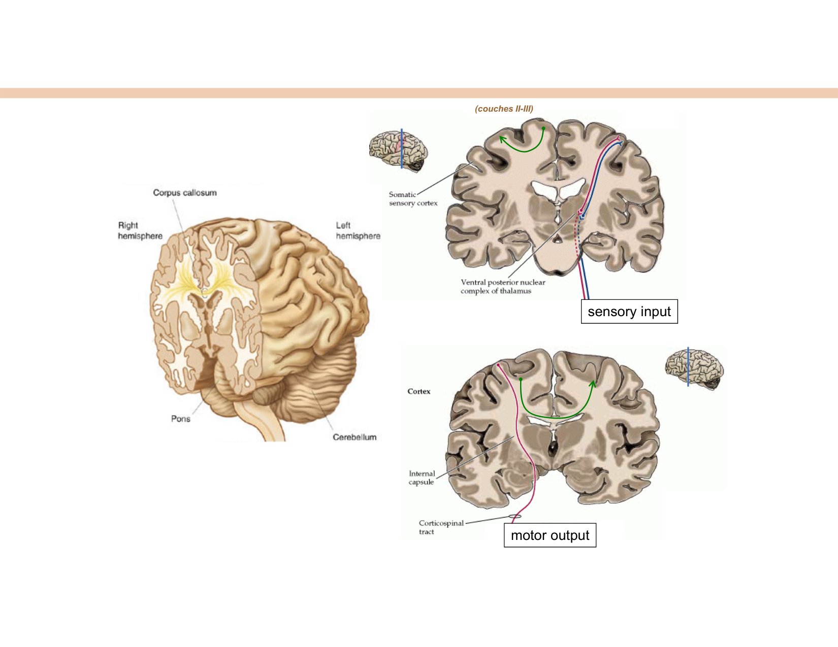 BA1 Techniques de Neuroimagerie page 9