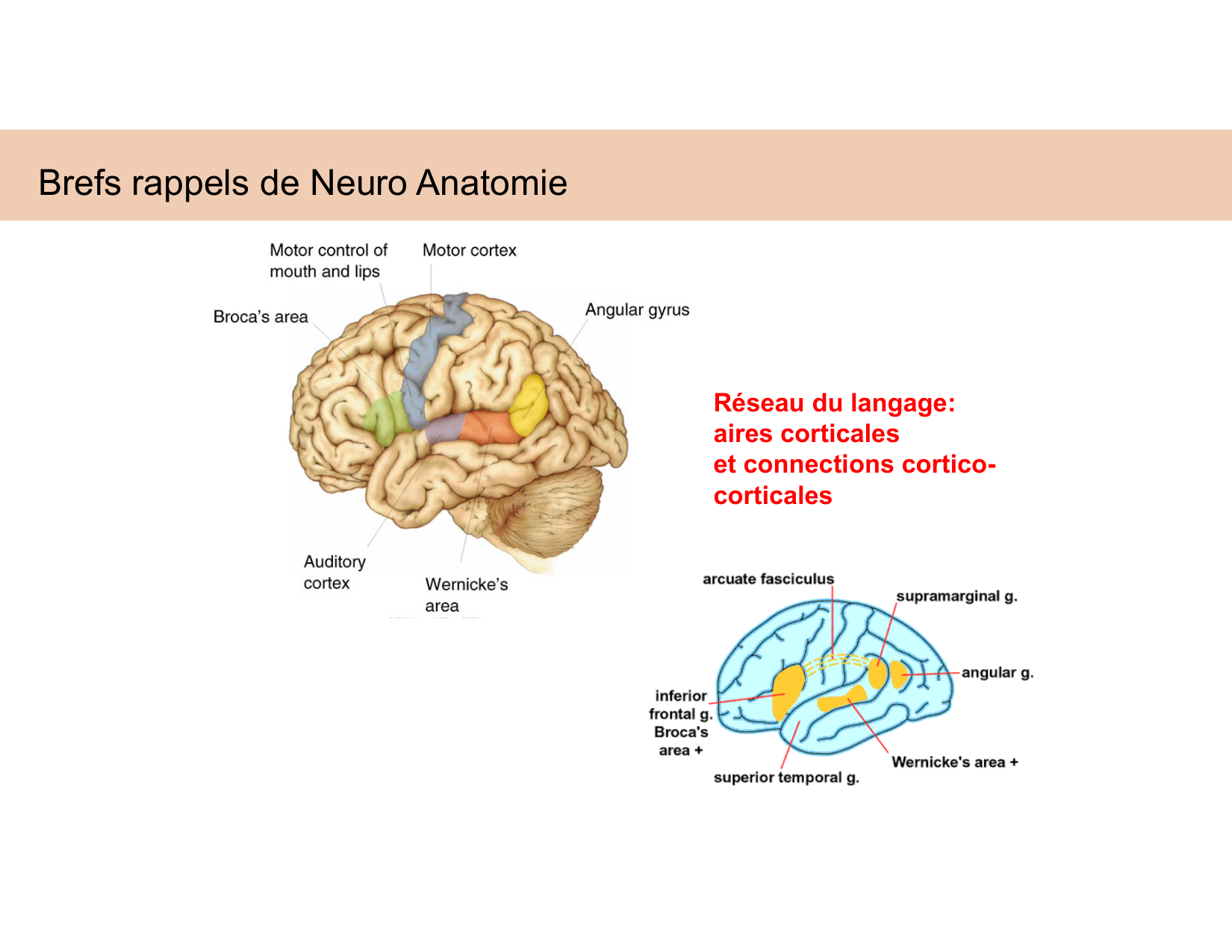 BA1 Techniques de Neuroimagerie page 10