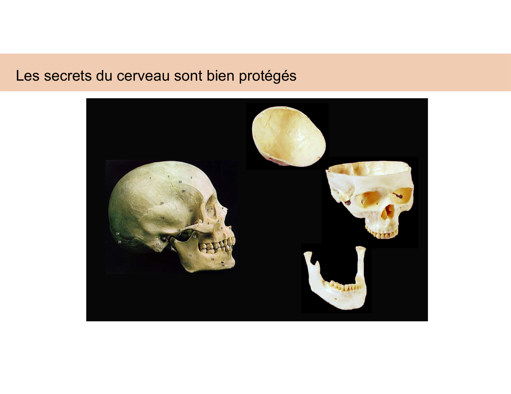 BA1 Techniques de Neuroimagerie page 15