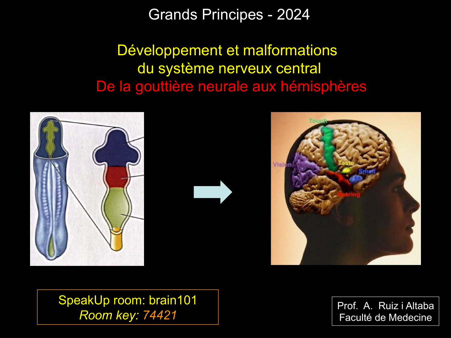 COURS 2025-2026 pdf 2024 2025 Développement du système nerveux- A. Ruiz i Altaba page 2
