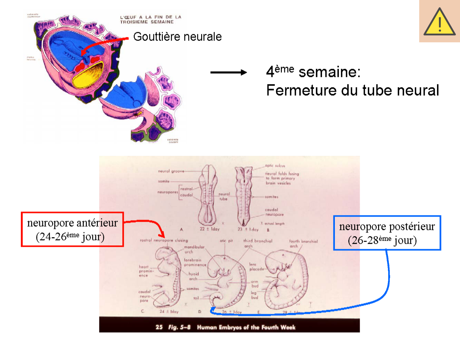 COURS 2025-2026 pdf 2024 2025 Développement du système nerveux- A. Ruiz i Altaba page 7