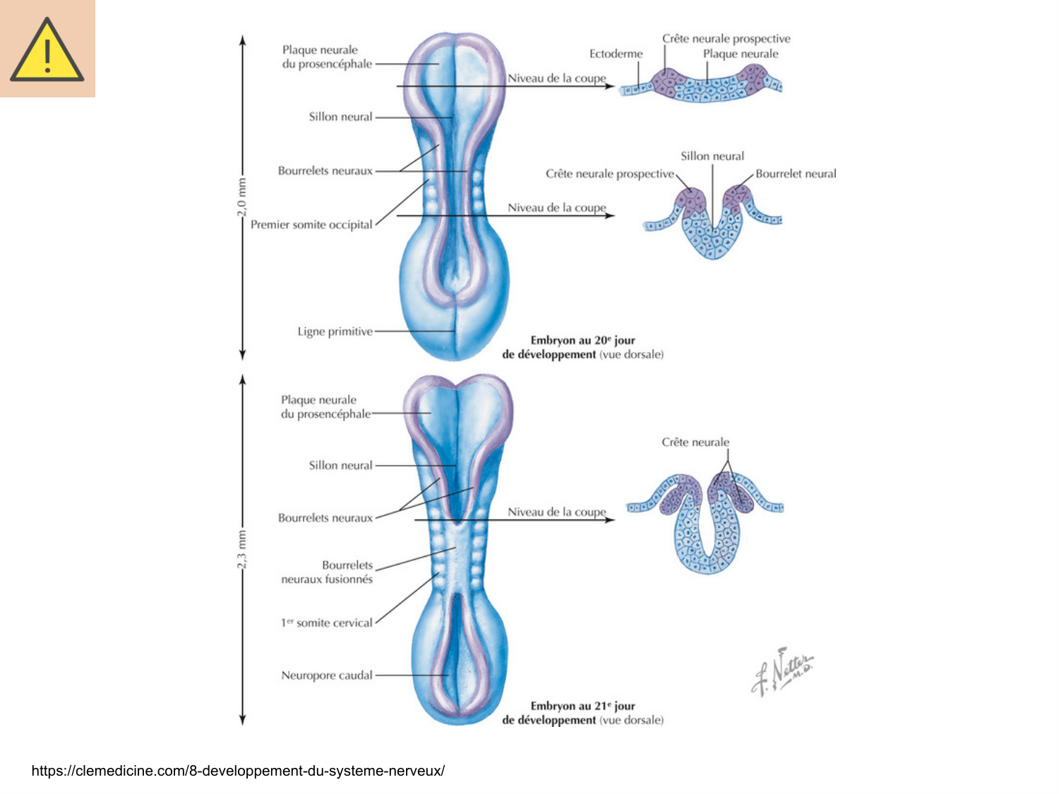 COURS 2025-2026 pdf 2024 2025 Développement du système nerveux- A. Ruiz i Altaba page 8