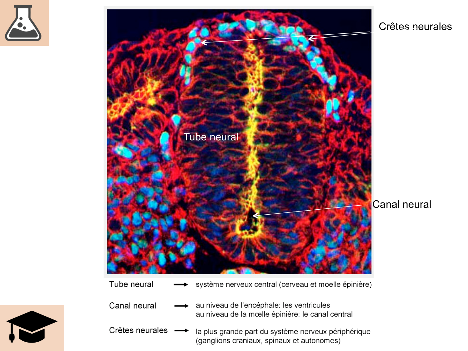 COURS 2025-2026 pdf 2024 2025 Développement du système nerveux- A. Ruiz i Altaba page 9