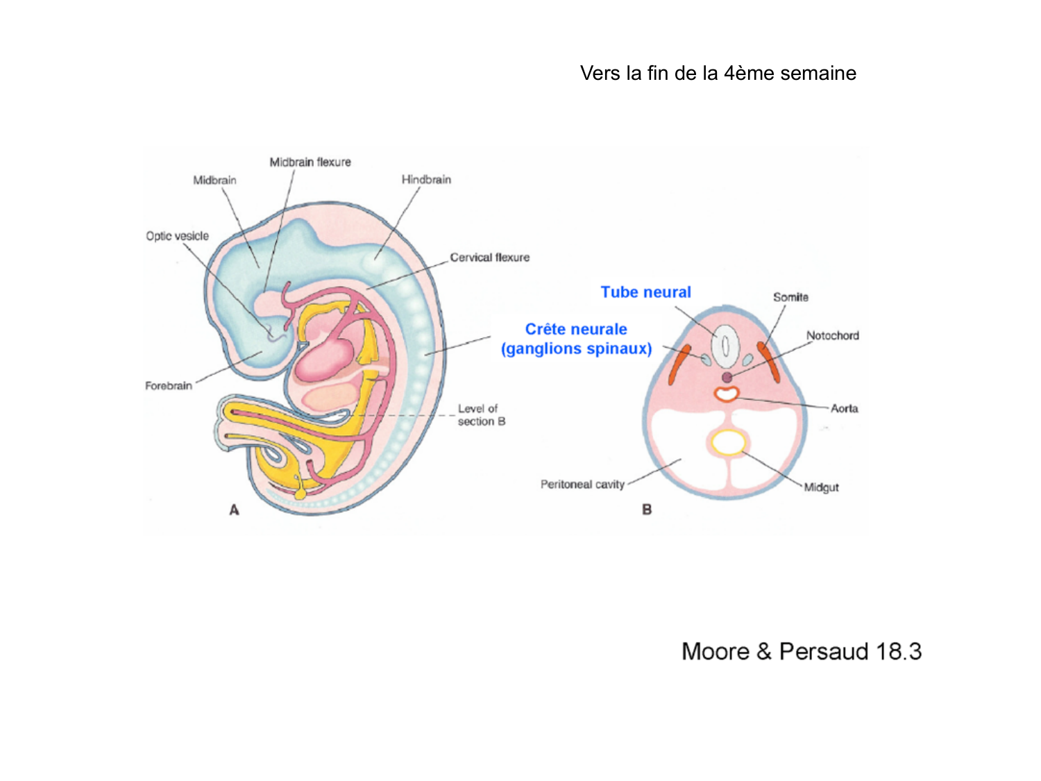 COURS 2025-2026 pdf 2024 2025 Développement du système nerveux- A. Ruiz i Altaba page 10