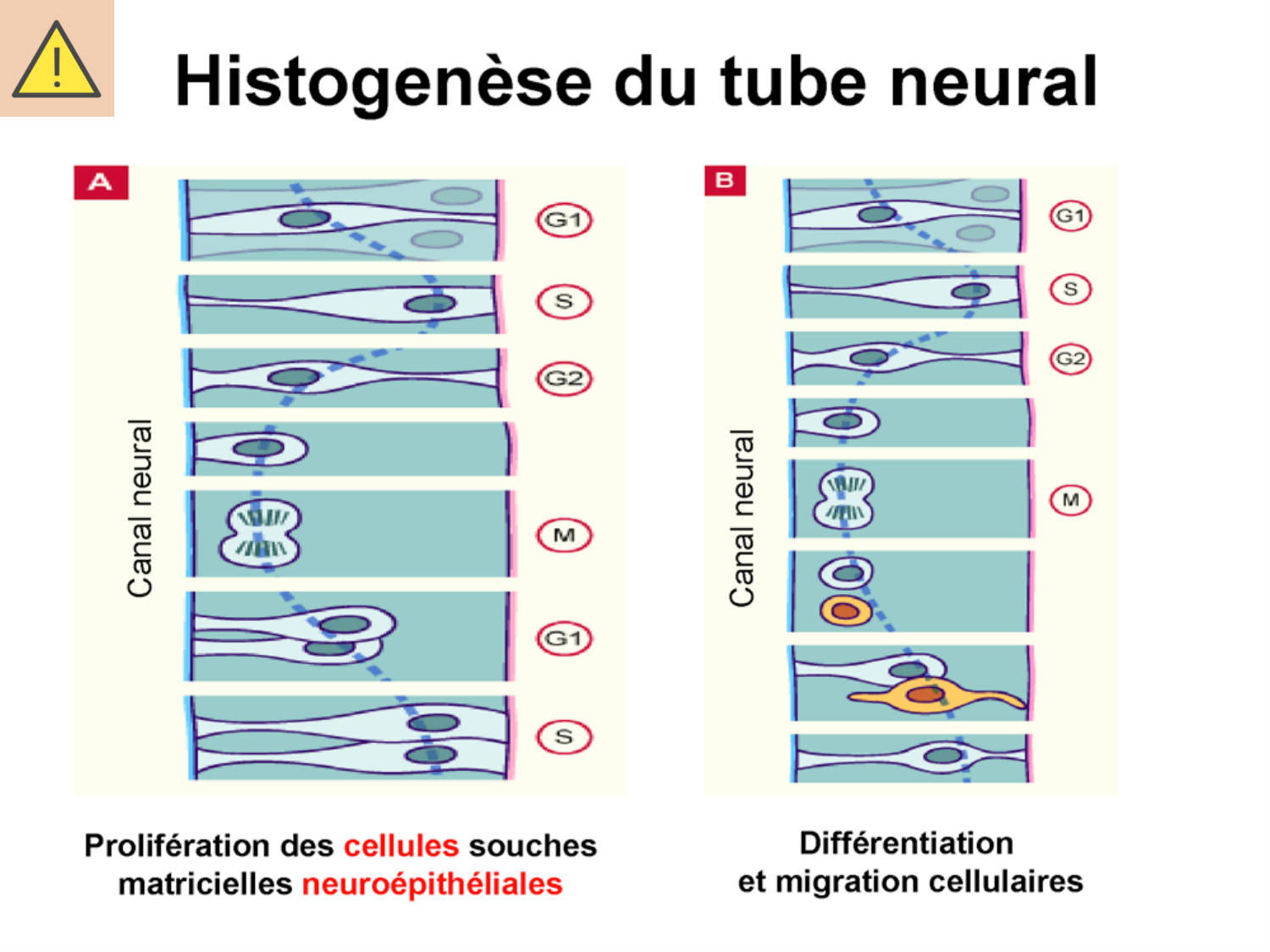 COURS 2025-2026 pdf 2024 2025 Développement du système nerveux- A. Ruiz i Altaba page 12
