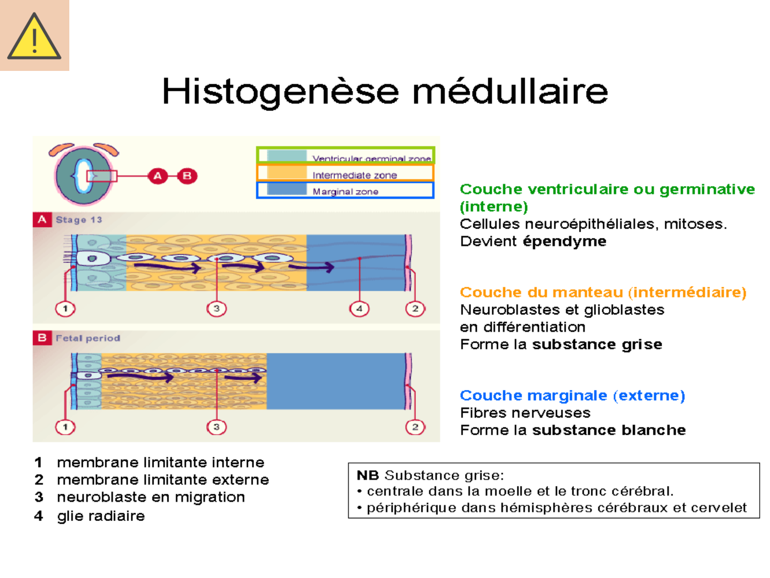 COURS 2025-2026 pdf 2024 2025 Développement du système nerveux- A. Ruiz i Altaba page 13