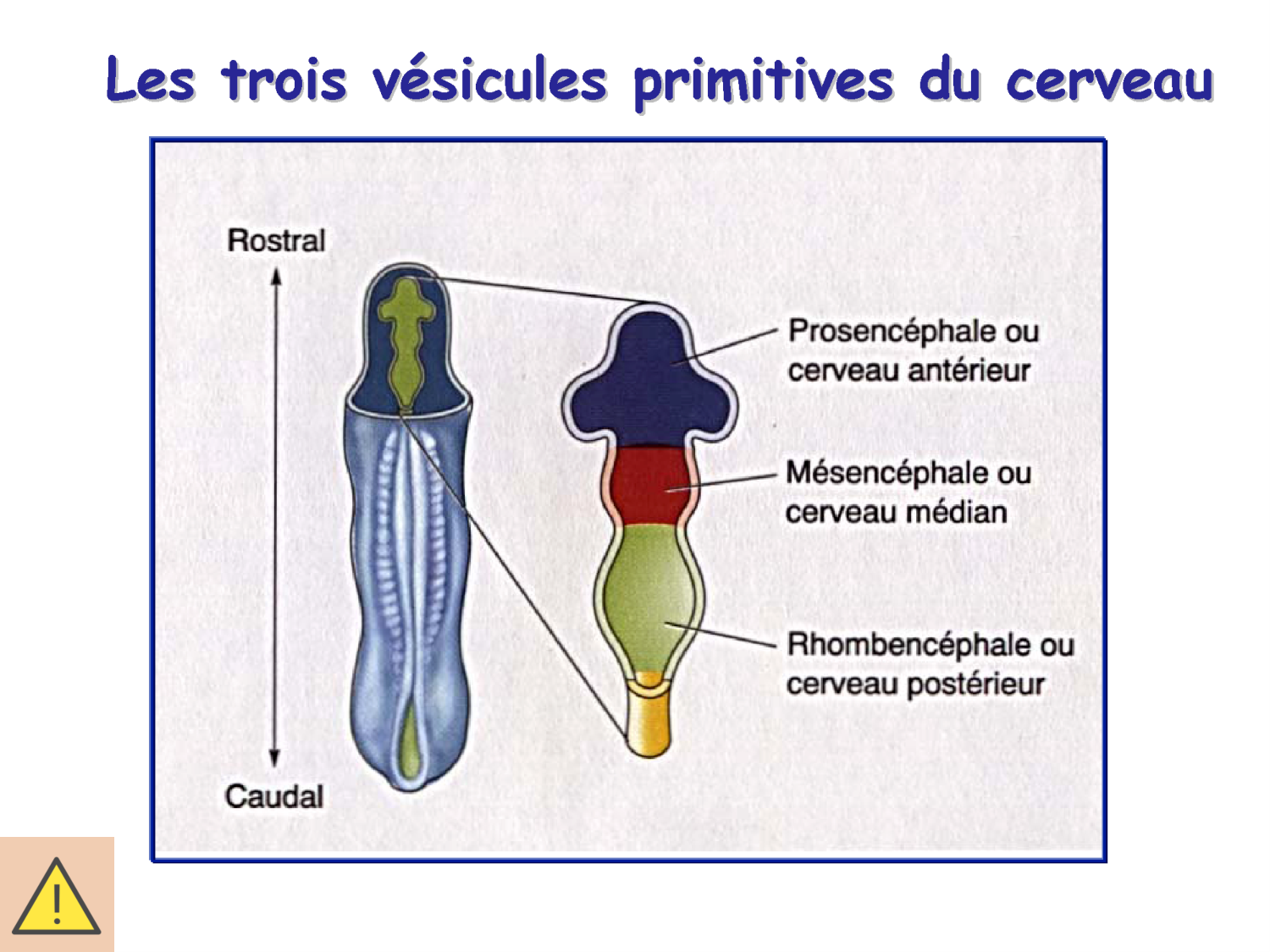 COURS 2025-2026 pdf 2024 2025 Développement du système nerveux- A. Ruiz i Altaba page 16