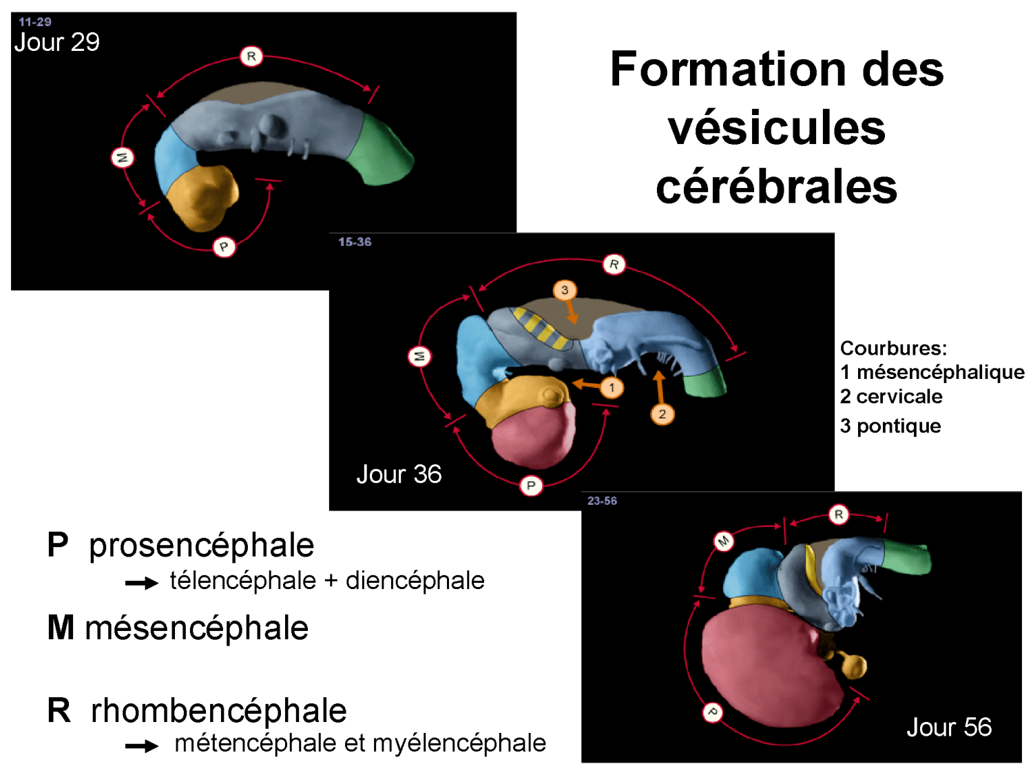 COURS 2025-2026 pdf 2024 2025 Développement du système nerveux- A. Ruiz i Altaba page 17
