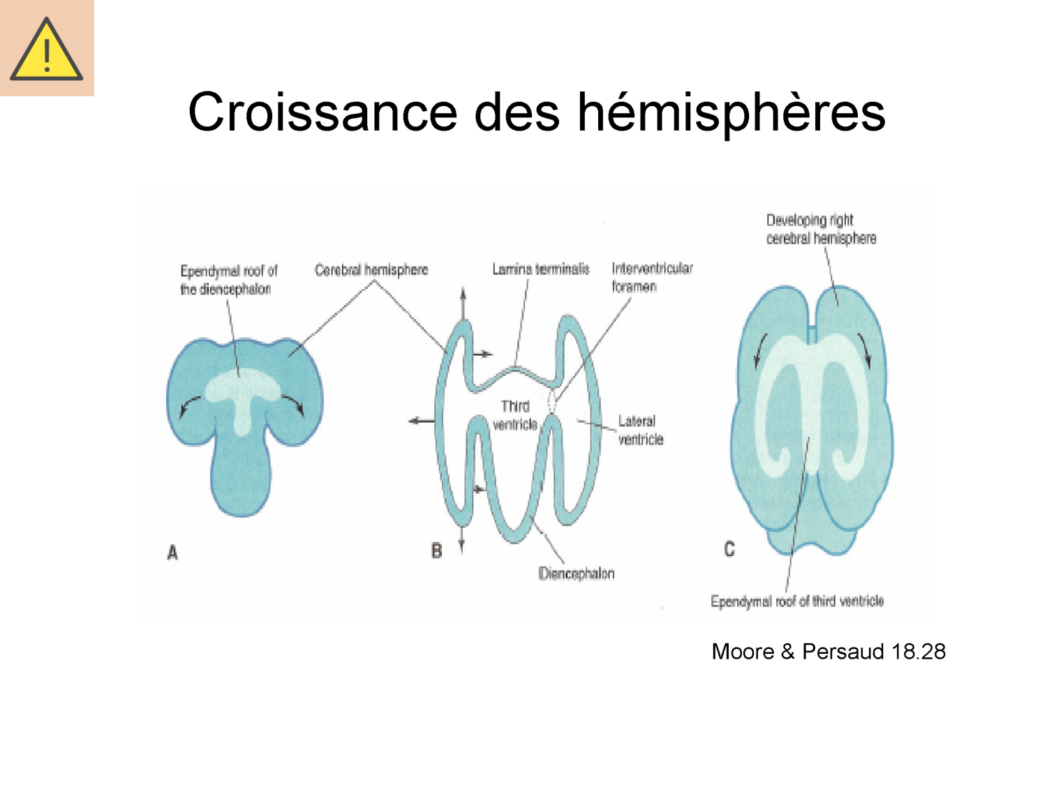 COURS 2025-2026 pdf 2024 2025 Développement du système nerveux- A. Ruiz i Altaba page 18