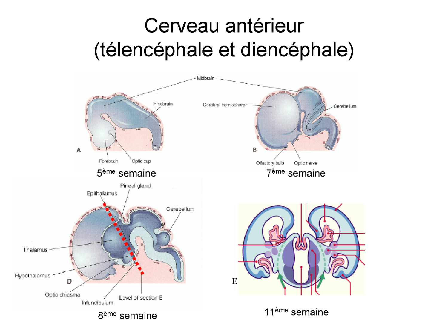 COURS 2025-2026 pdf 2024 2025 Développement du système nerveux- A. Ruiz i Altaba page 19