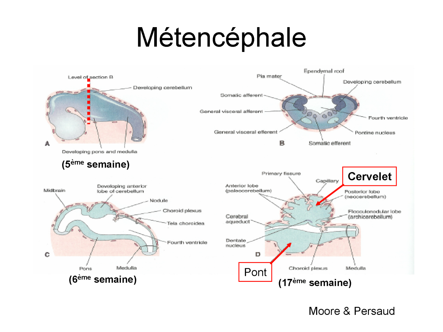 COURS 2025-2026 pdf 2024 2025 Développement du système nerveux- A. Ruiz i Altaba page 20