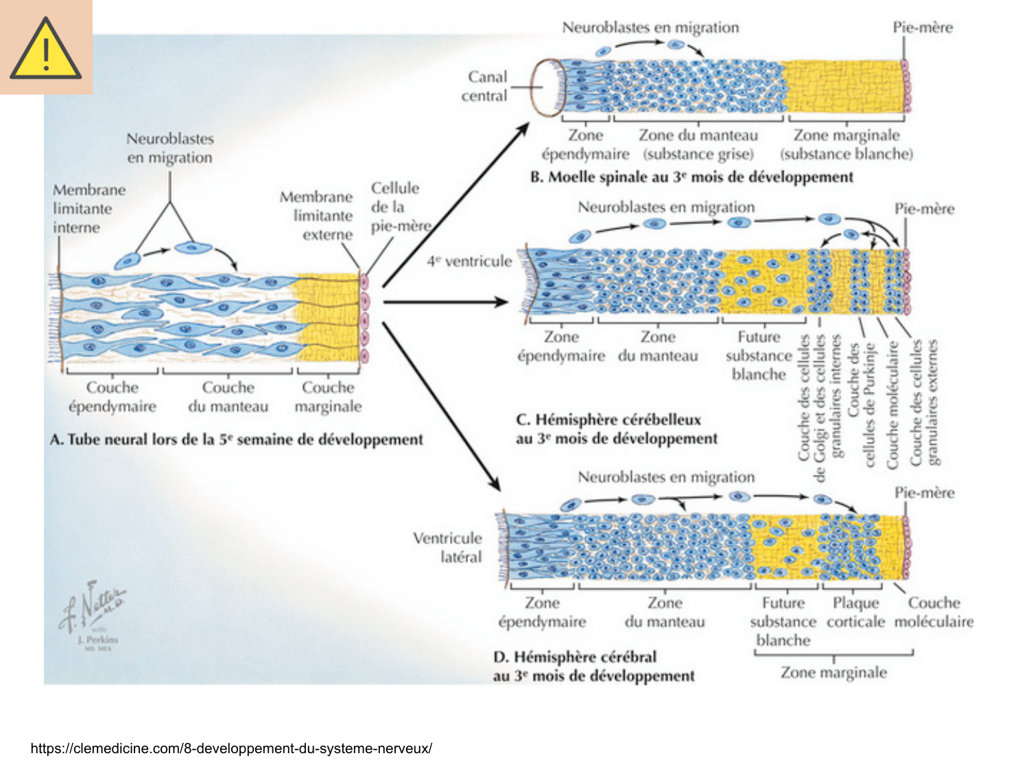 COURS 2025-2026 pdf 2024 2025 Développement du système nerveux- A. Ruiz i Altaba page 21