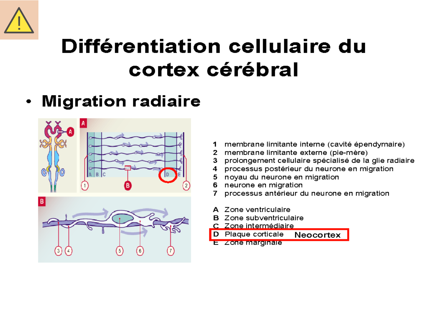 COURS 2025-2026 pdf 2024 2025 Développement du système nerveux- A. Ruiz i Altaba page 22
