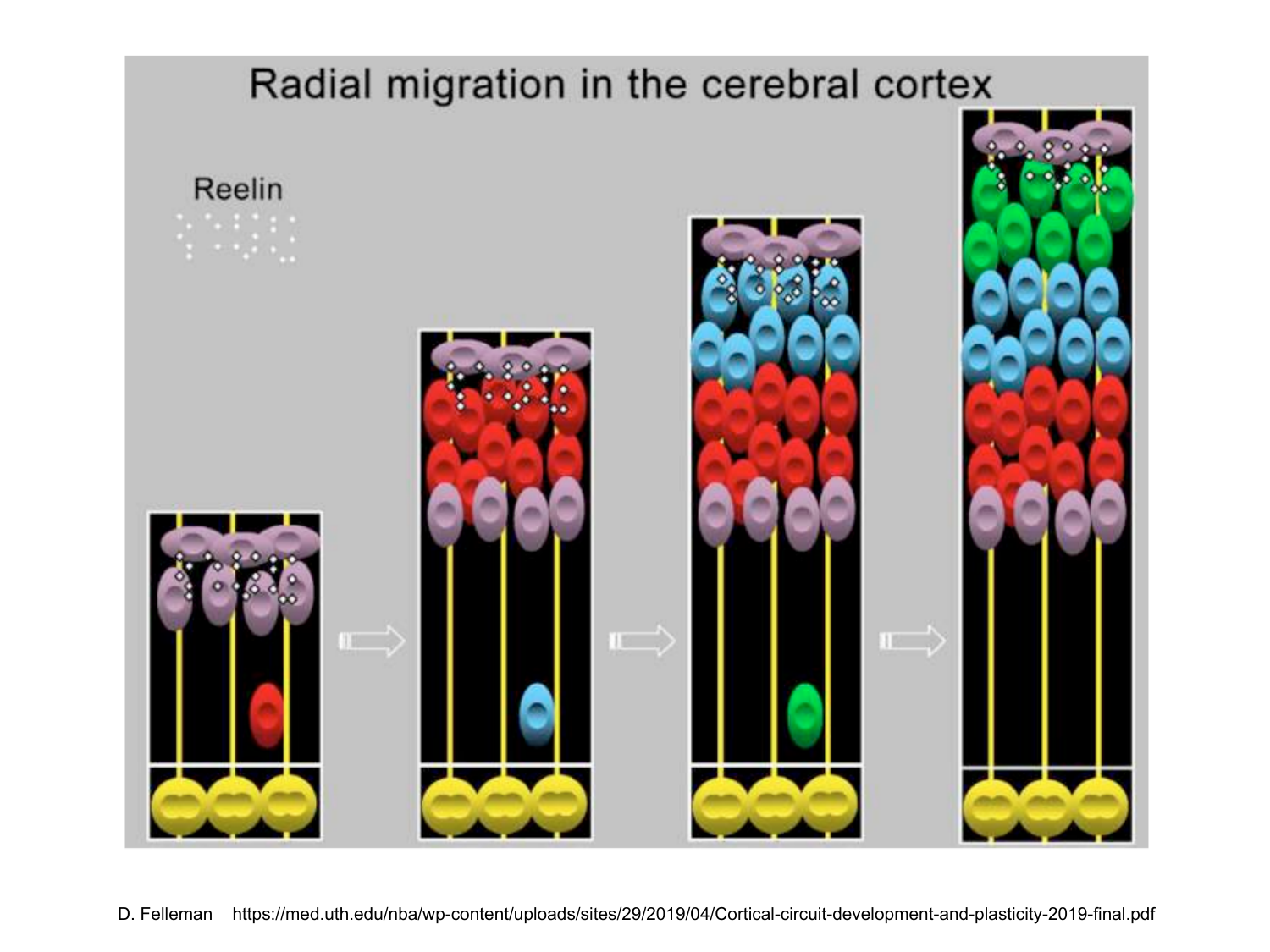 COURS 2025-2026 pdf 2024 2025 Développement du système nerveux- A. Ruiz i Altaba page 23