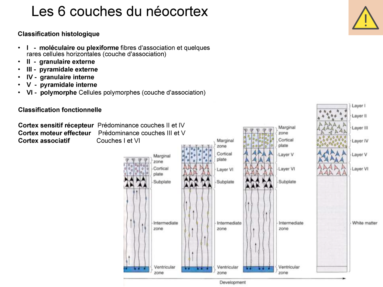 COURS 2025-2026 pdf 2024 2025 Développement du système nerveux- A. Ruiz i Altaba page 24