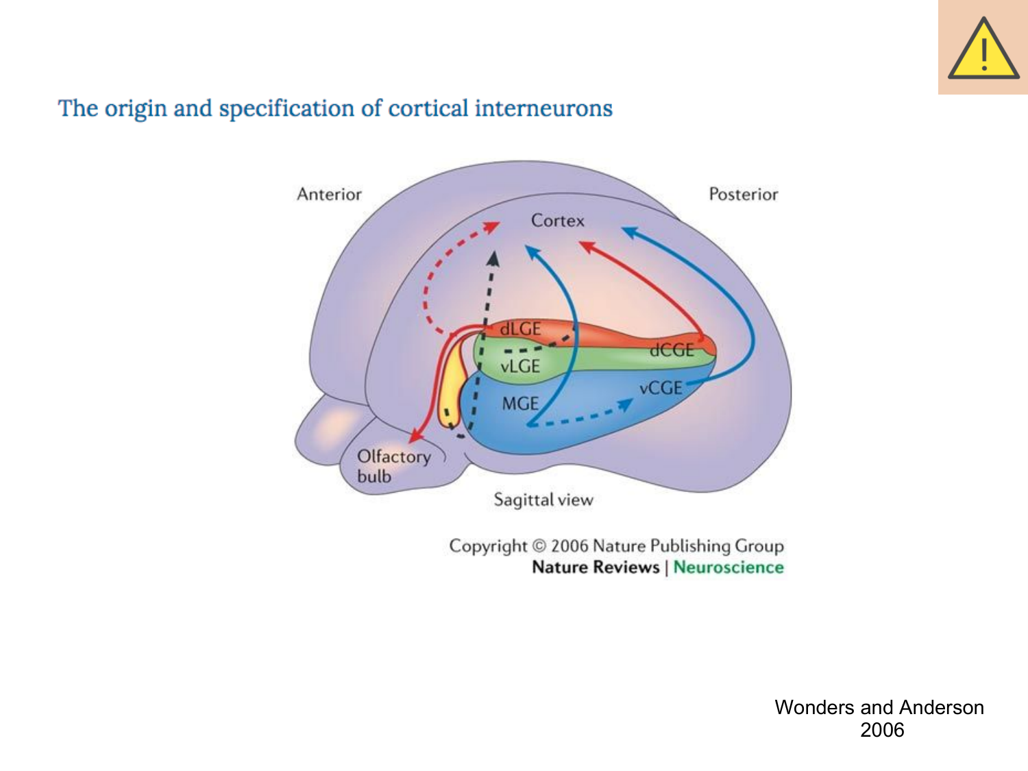 COURS 2025-2026 pdf 2024 2025 Développement du système nerveux- A. Ruiz i Altaba page 25