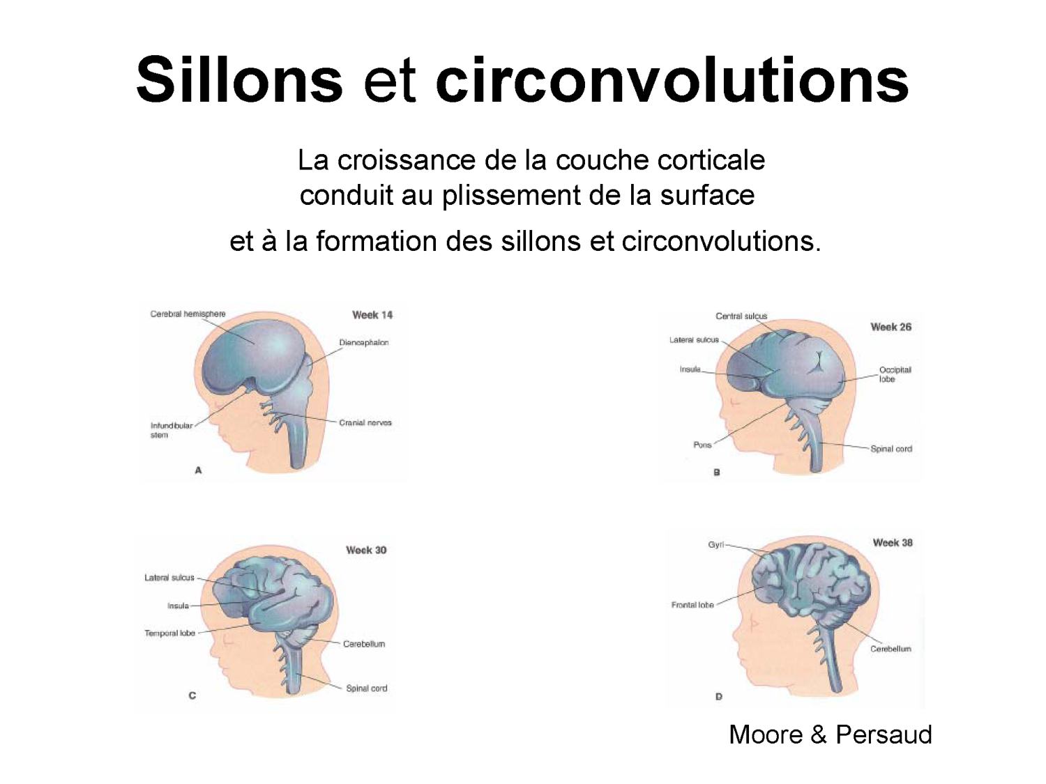COURS 2025-2026 pdf 2024 2025 Développement du système nerveux- A. Ruiz i Altaba page 26
