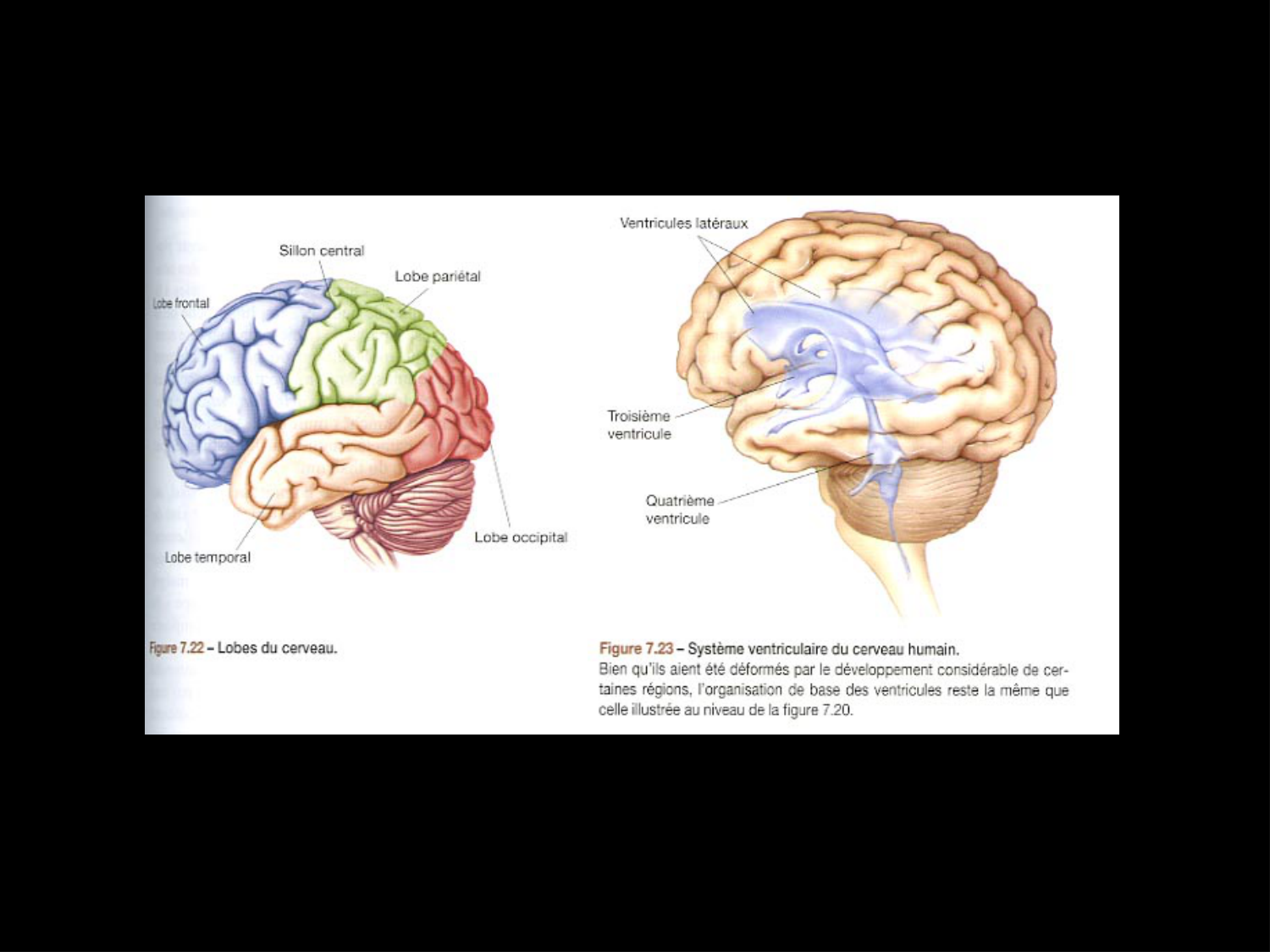 COURS 2025-2026 pdf 2024 2025 Développement du système nerveux- A. Ruiz i Altaba page 27