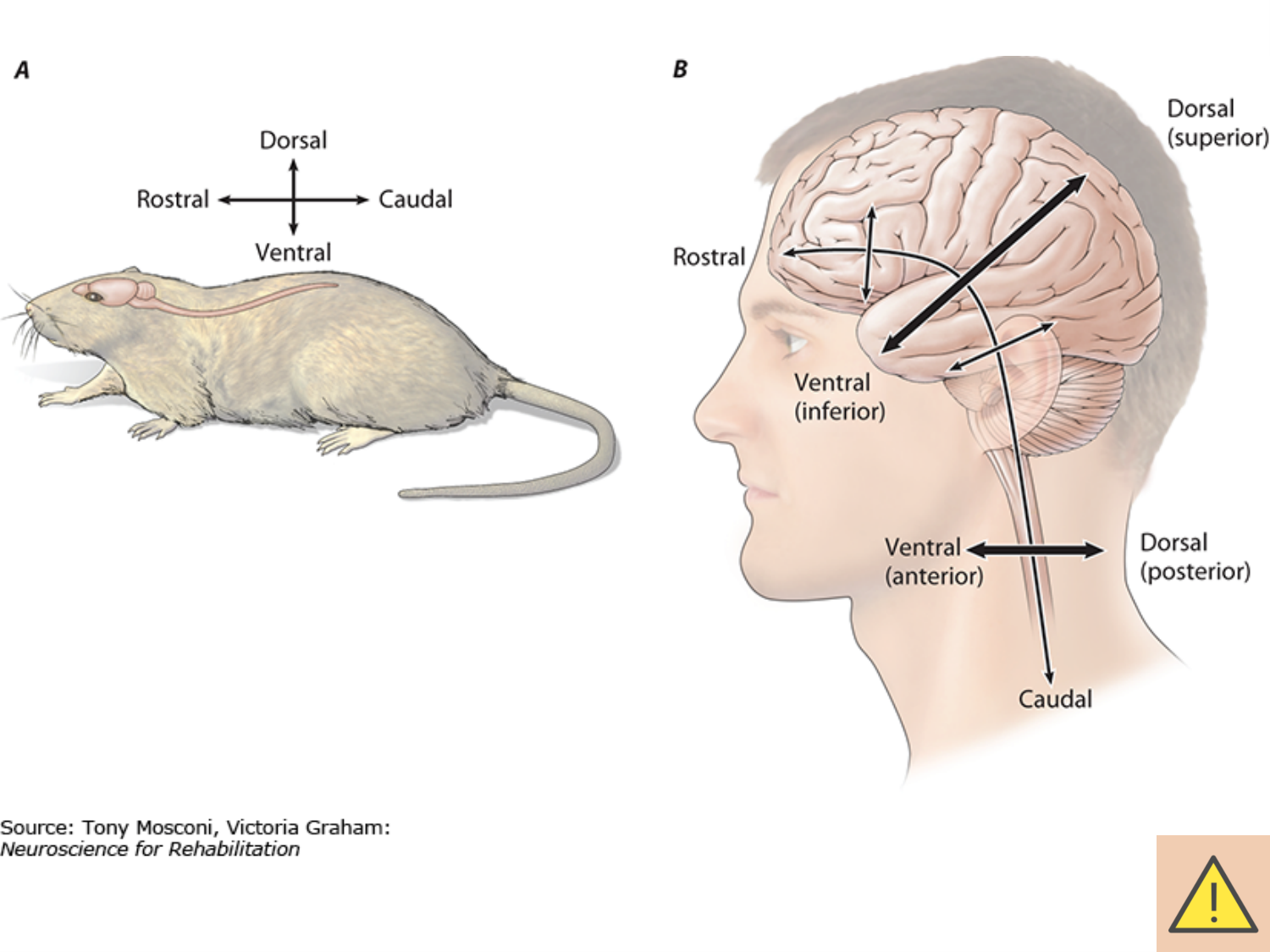 COURS 2025-2026 pdf 2024 2025 Développement du système nerveux- A. Ruiz i Altaba page 32