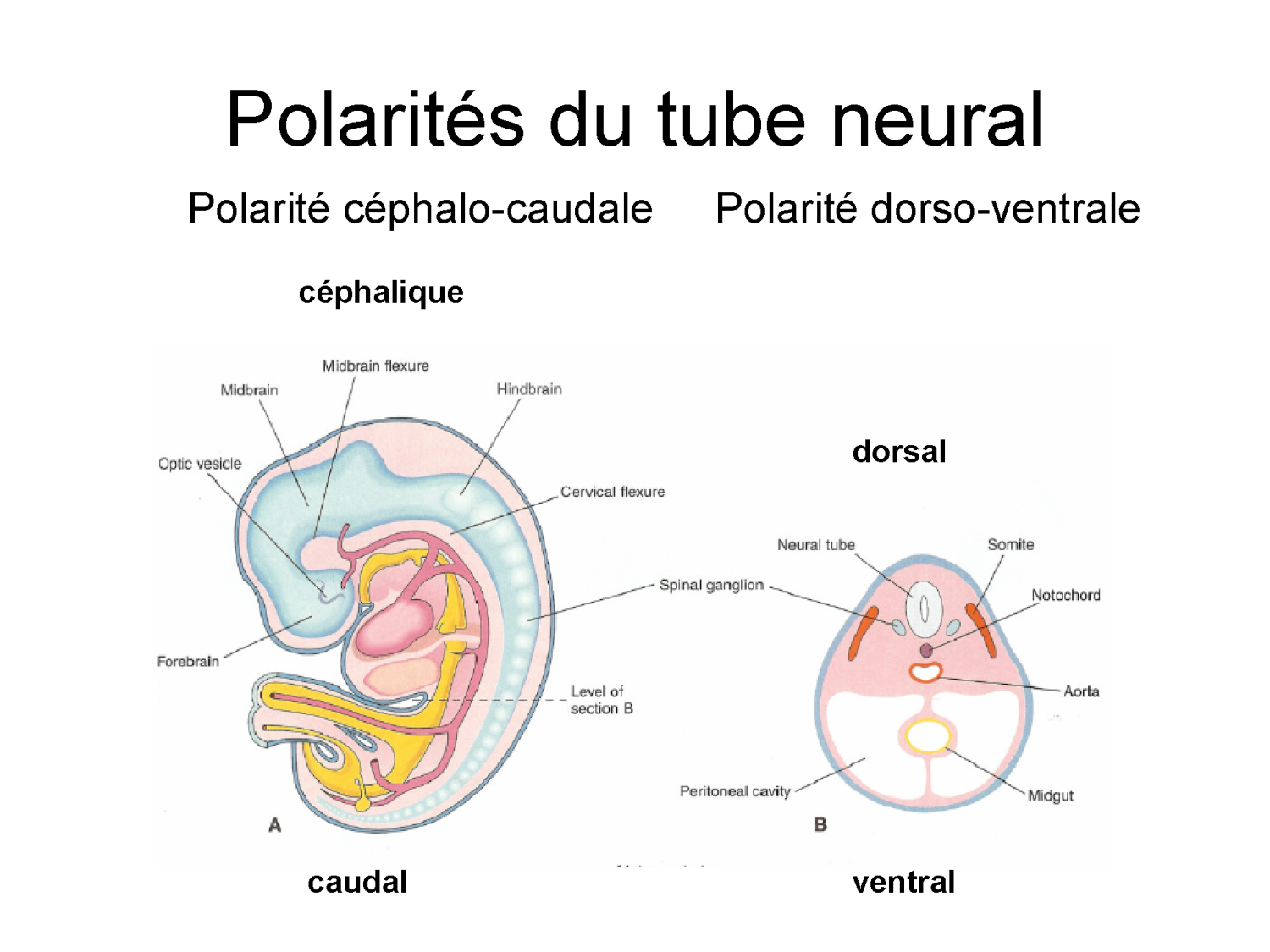 COURS 2025-2026 pdf 2024 2025 Développement du système nerveux- A. Ruiz i Altaba page 33