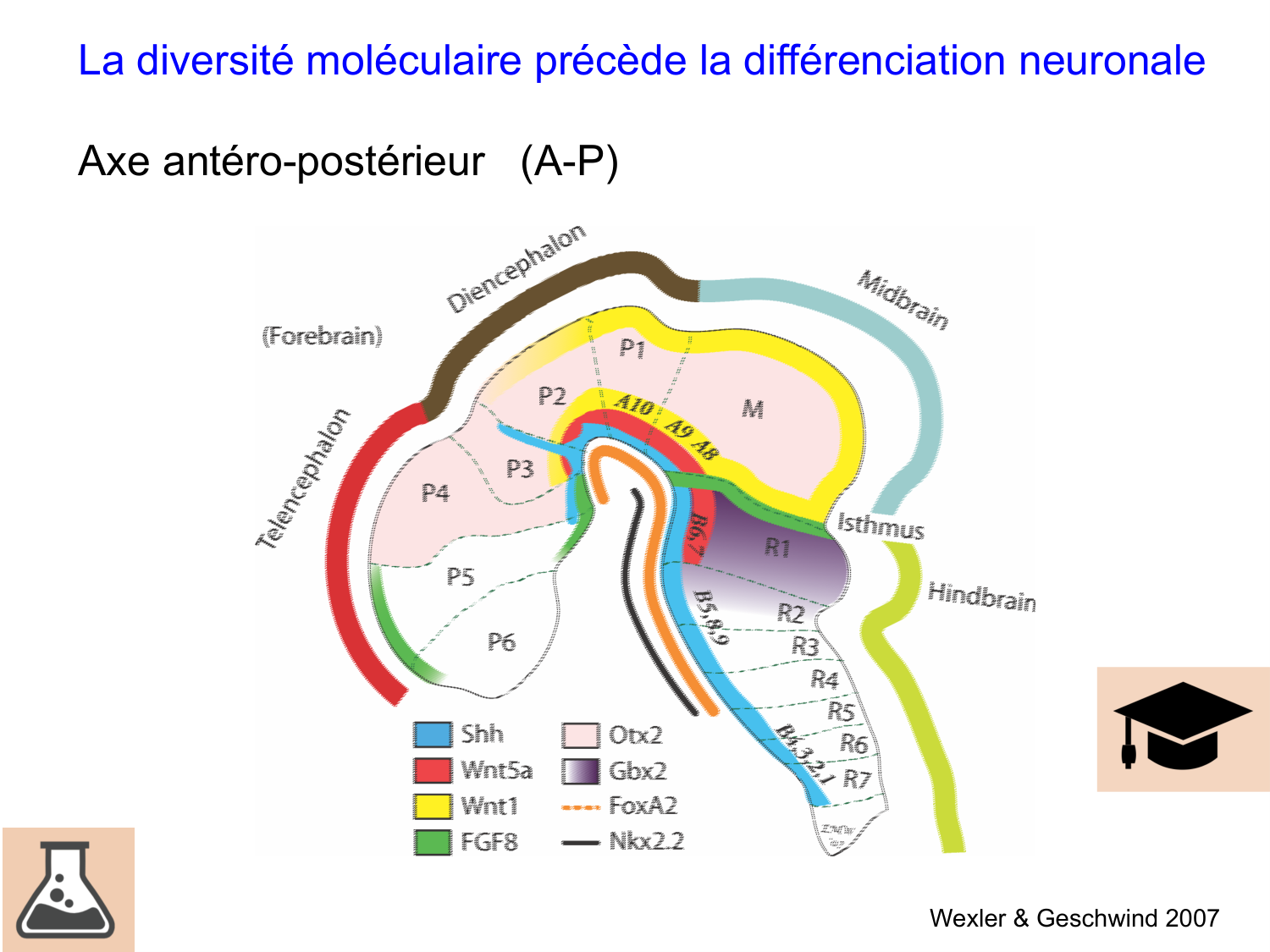 COURS 2025-2026 pdf 2024 2025 Développement du système nerveux- A. Ruiz i Altaba page 34