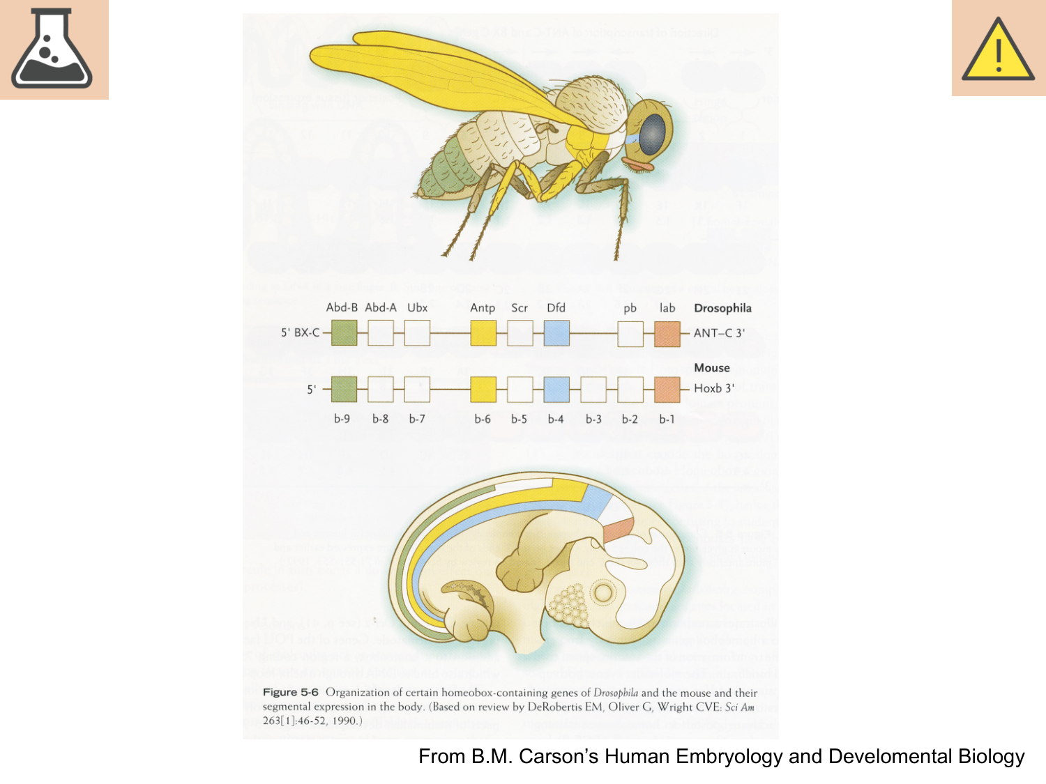 COURS 2025-2026 pdf 2024 2025 Développement du système nerveux- A. Ruiz i Altaba page 35