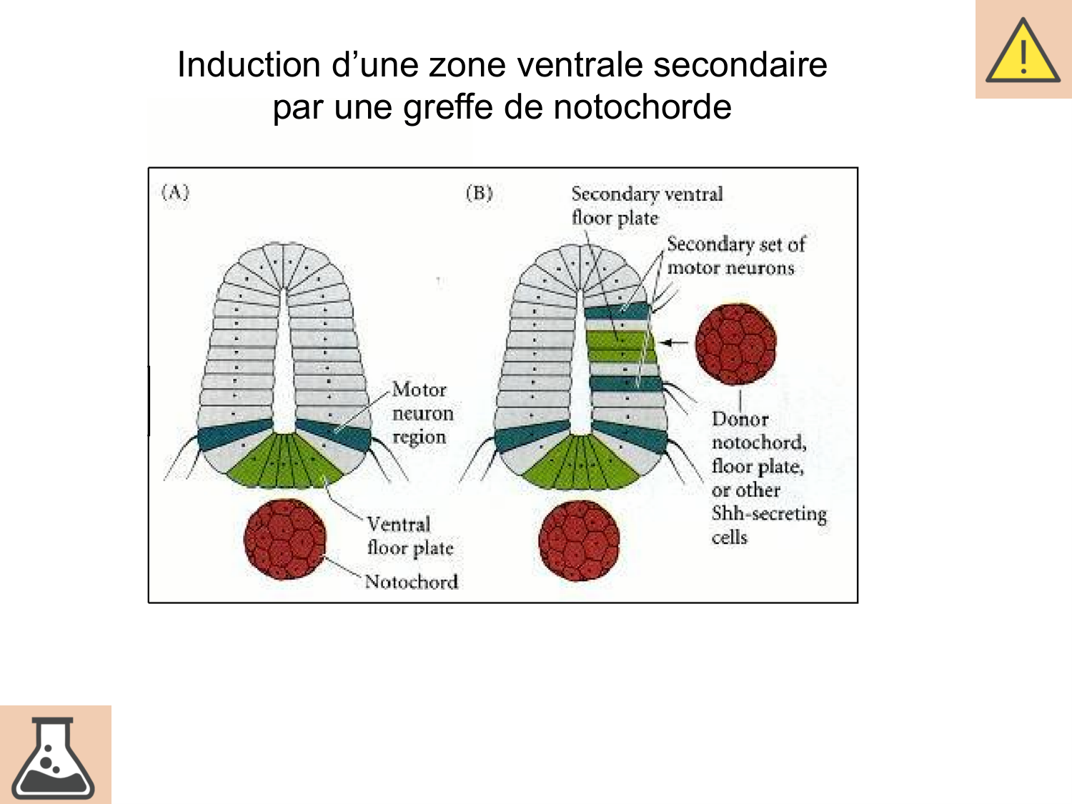 COURS 2025-2026 pdf 2024 2025 Développement du système nerveux- A. Ruiz i Altaba page 36