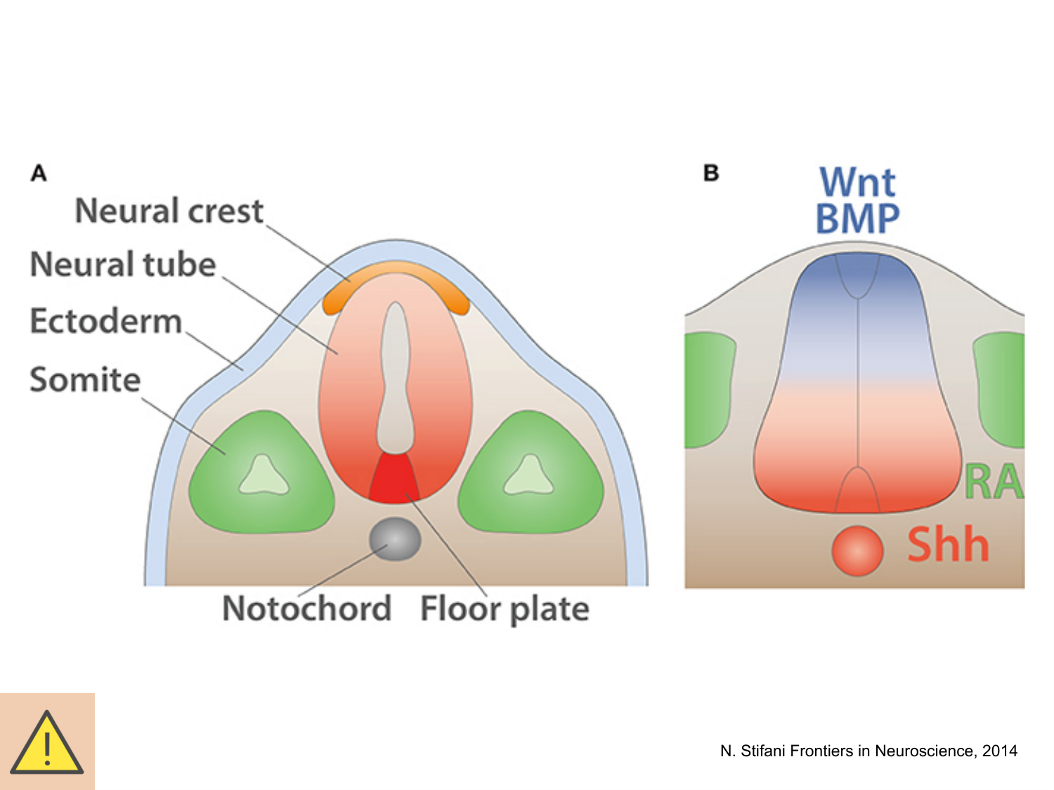 COURS 2025-2026 pdf 2024 2025 Développement du système nerveux- A. Ruiz i Altaba page 37