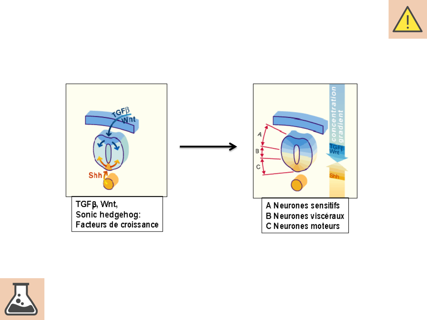 COURS 2025-2026 pdf 2024 2025 Développement du système nerveux- A. Ruiz i Altaba page 38