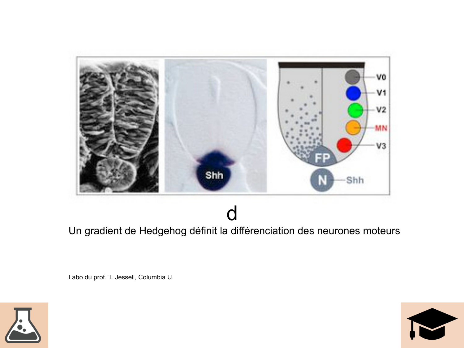 COURS 2025-2026 pdf 2024 2025 Développement du système nerveux- A. Ruiz i Altaba page 39