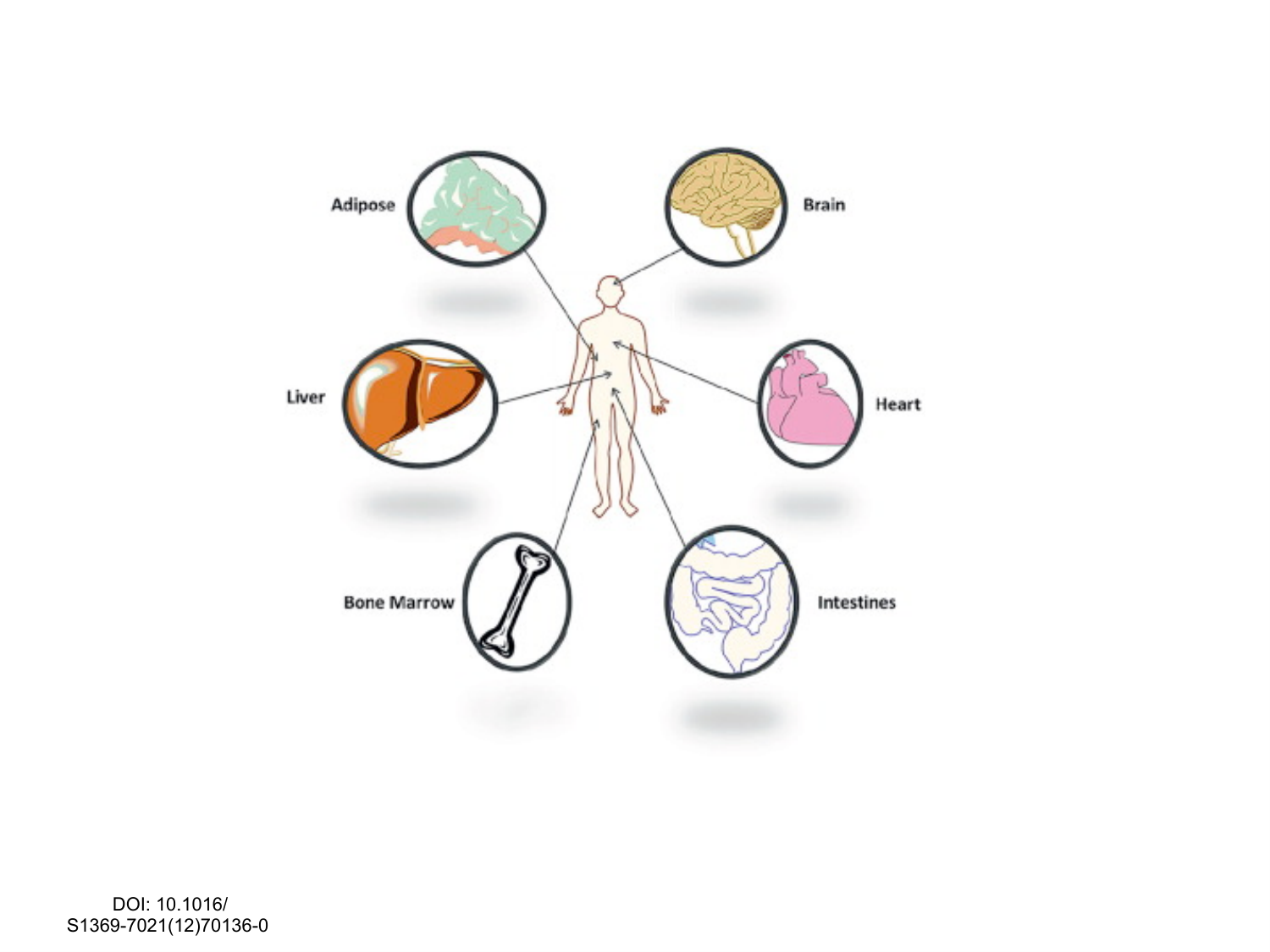 COURS 2025-2026 pdf 2024 2025 Développement du système nerveux- A. Ruiz i Altaba page 43