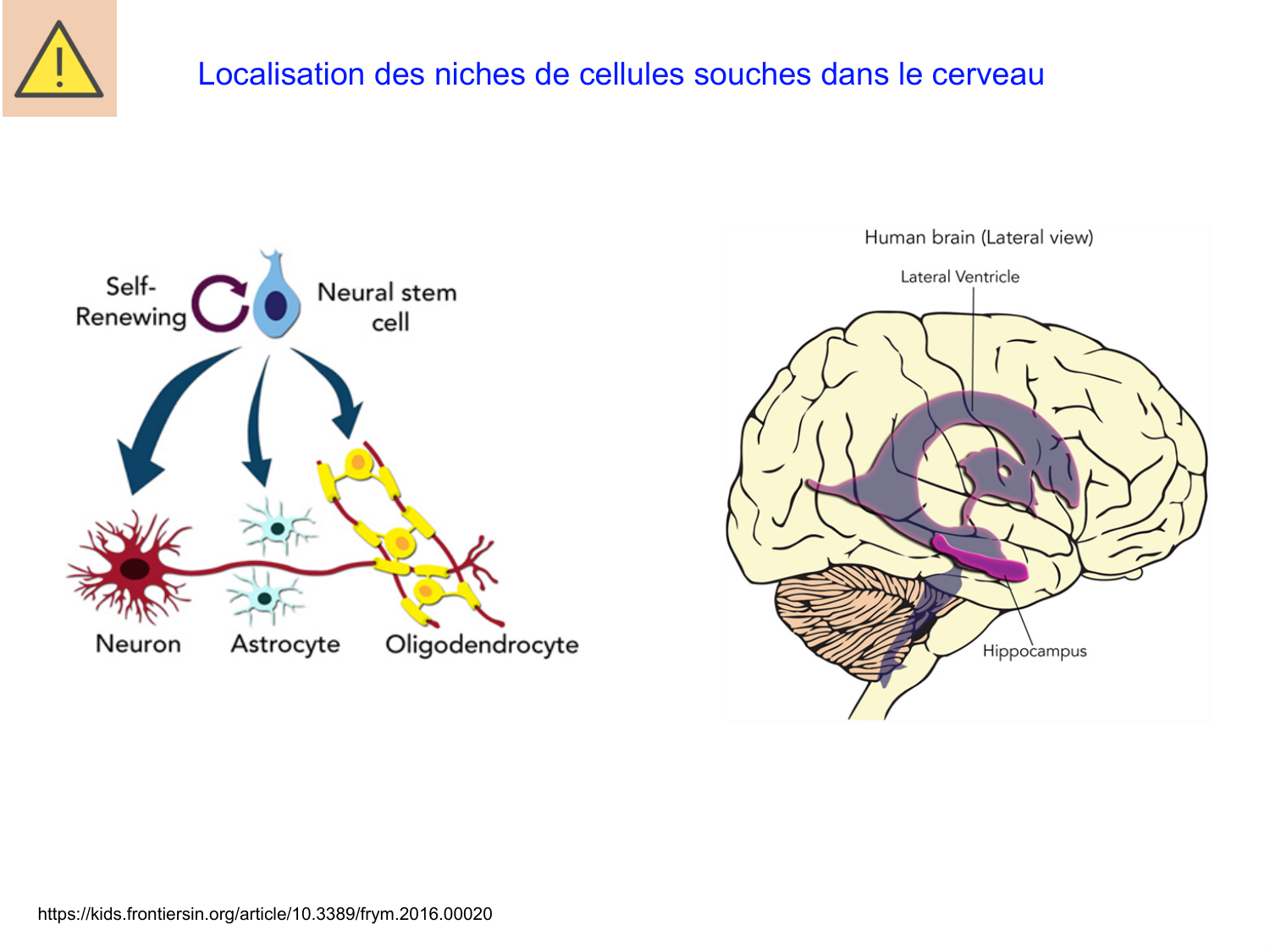 COURS 2025-2026 pdf 2024 2025 Développement du système nerveux- A. Ruiz i Altaba page 44