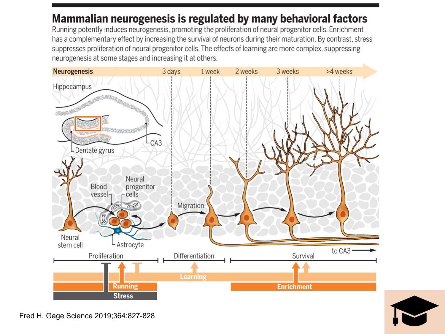COURS 2025-2026 pdf 2024 2025 Développement du système nerveux- A. Ruiz i Altaba page 45