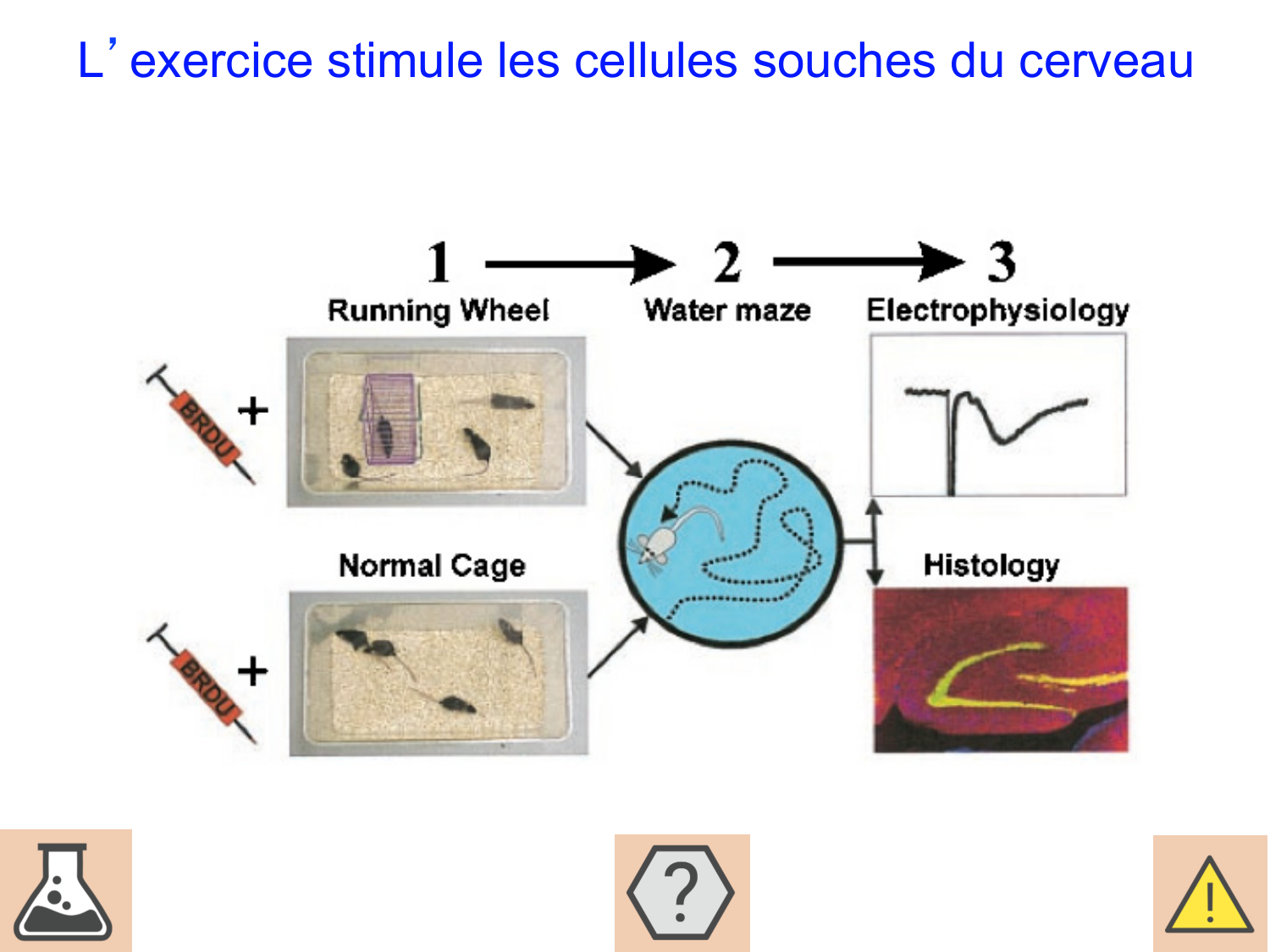 COURS 2025-2026 pdf 2024 2025 Développement du système nerveux- A. Ruiz i Altaba page 46