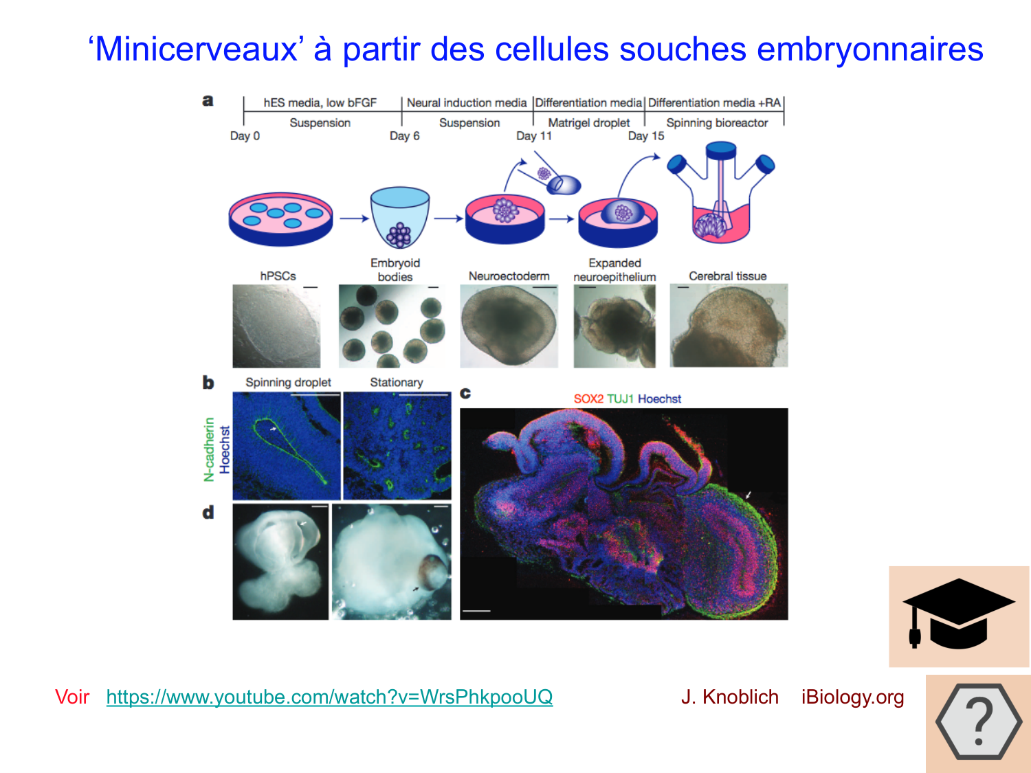 COURS 2025-2026 pdf 2024 2025 Développement du système nerveux- A. Ruiz i Altaba page 48