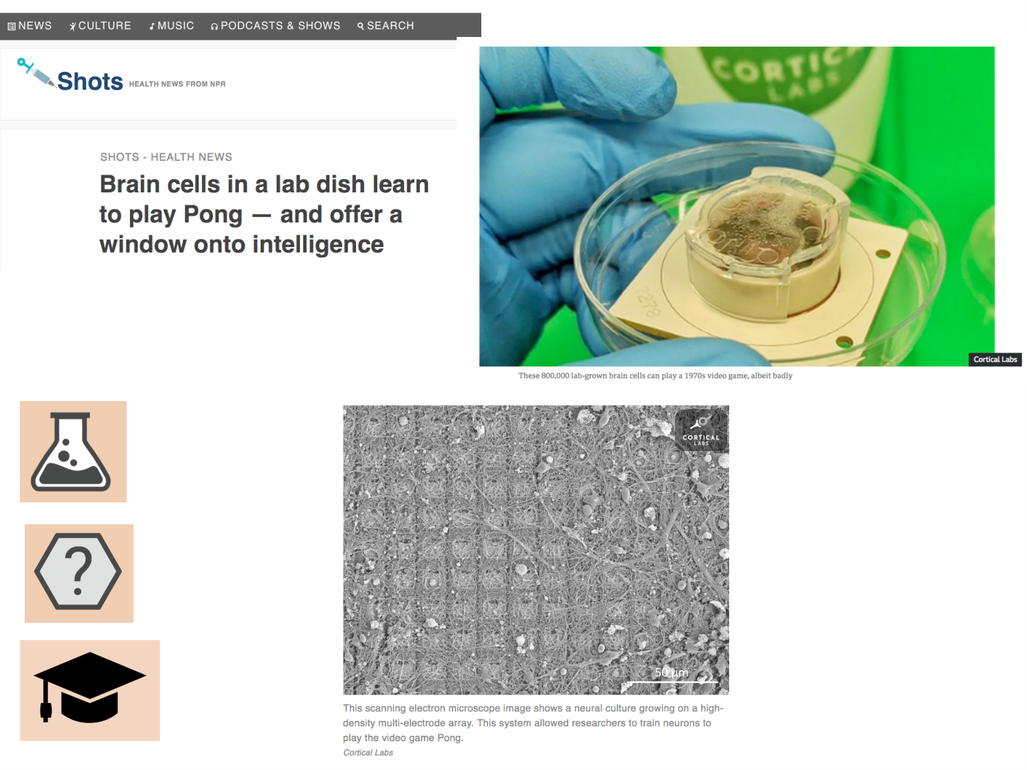 COURS 2025-2026 pdf 2024 2025 Développement du système nerveux- A. Ruiz i Altaba page 50