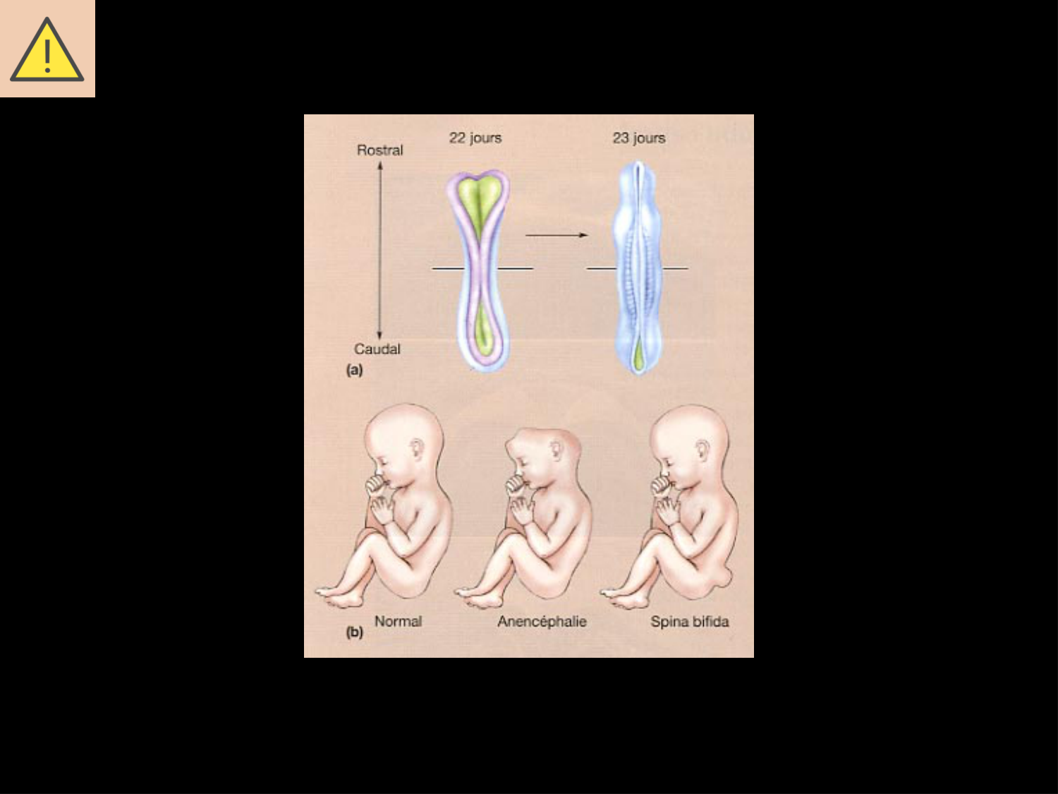 COURS 2025-2026 pdf 2024 2025 Développement du système nerveux- A. Ruiz i Altaba page 55