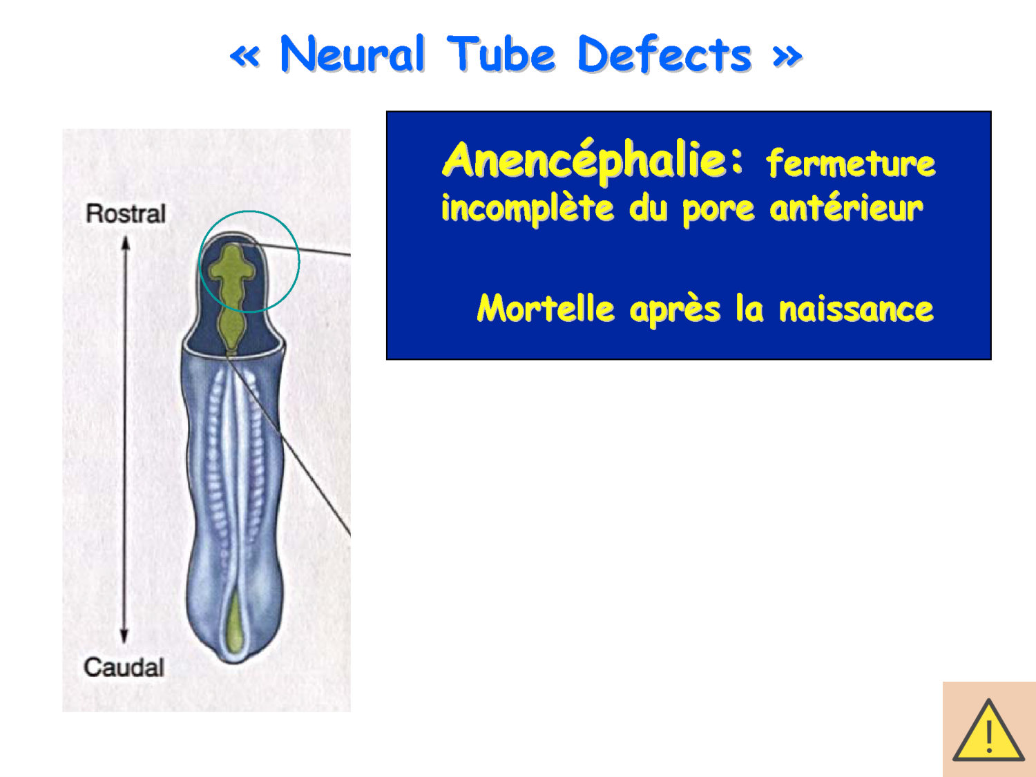 COURS 2025-2026 pdf 2024 2025 Développement du système nerveux- A. Ruiz i Altaba page 56