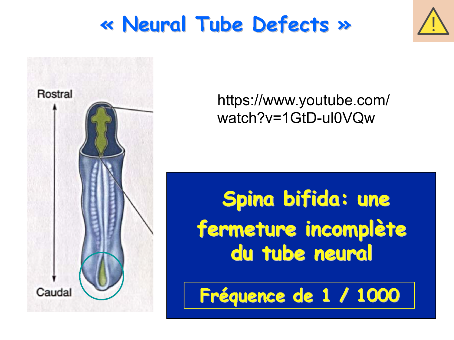 COURS 2025-2026 pdf 2024 2025 Développement du système nerveux- A. Ruiz i Altaba page 59