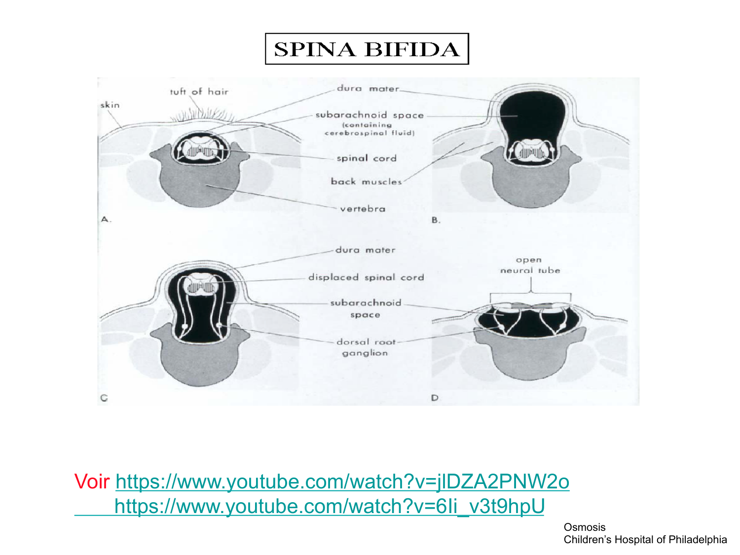 COURS 2025-2026 pdf 2024 2025 Développement du système nerveux- A. Ruiz i Altaba page 61