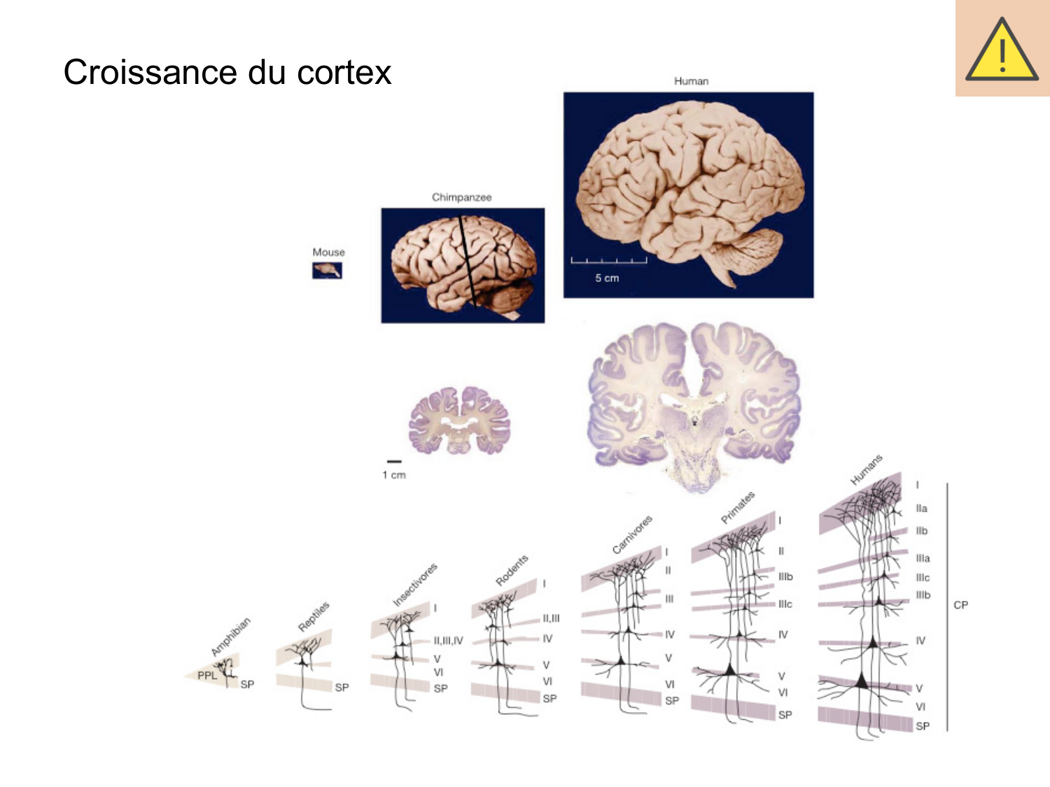 COURS 2025-2026 pdf 2024 2025 Développement du système nerveux- A. Ruiz i Altaba page 65