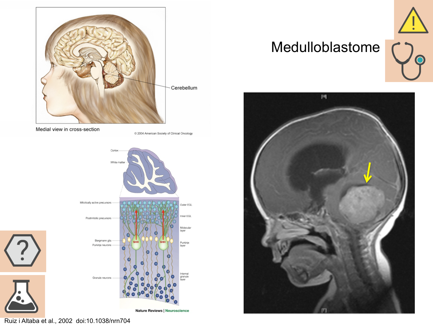COURS 2025-2026 pdf 2024 2025 Développement du système nerveux- A. Ruiz i Altaba page 71
