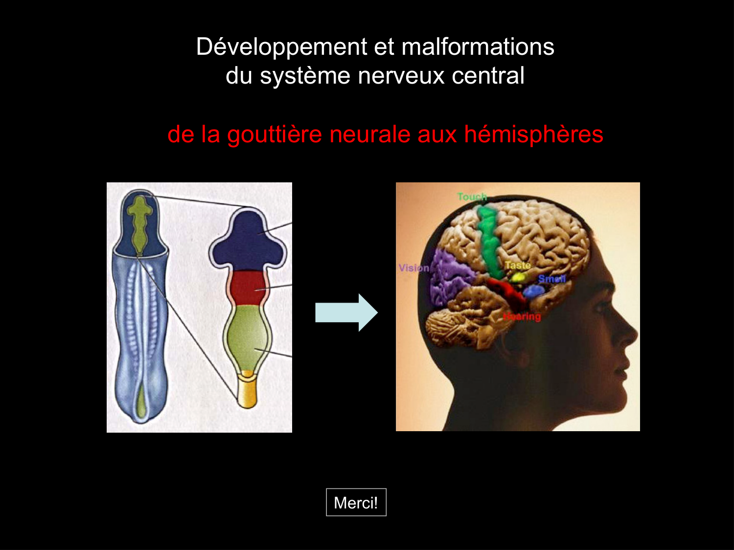 COURS 2025-2026 pdf 2024 2025 Développement du système nerveux- A. Ruiz i Altaba page 74