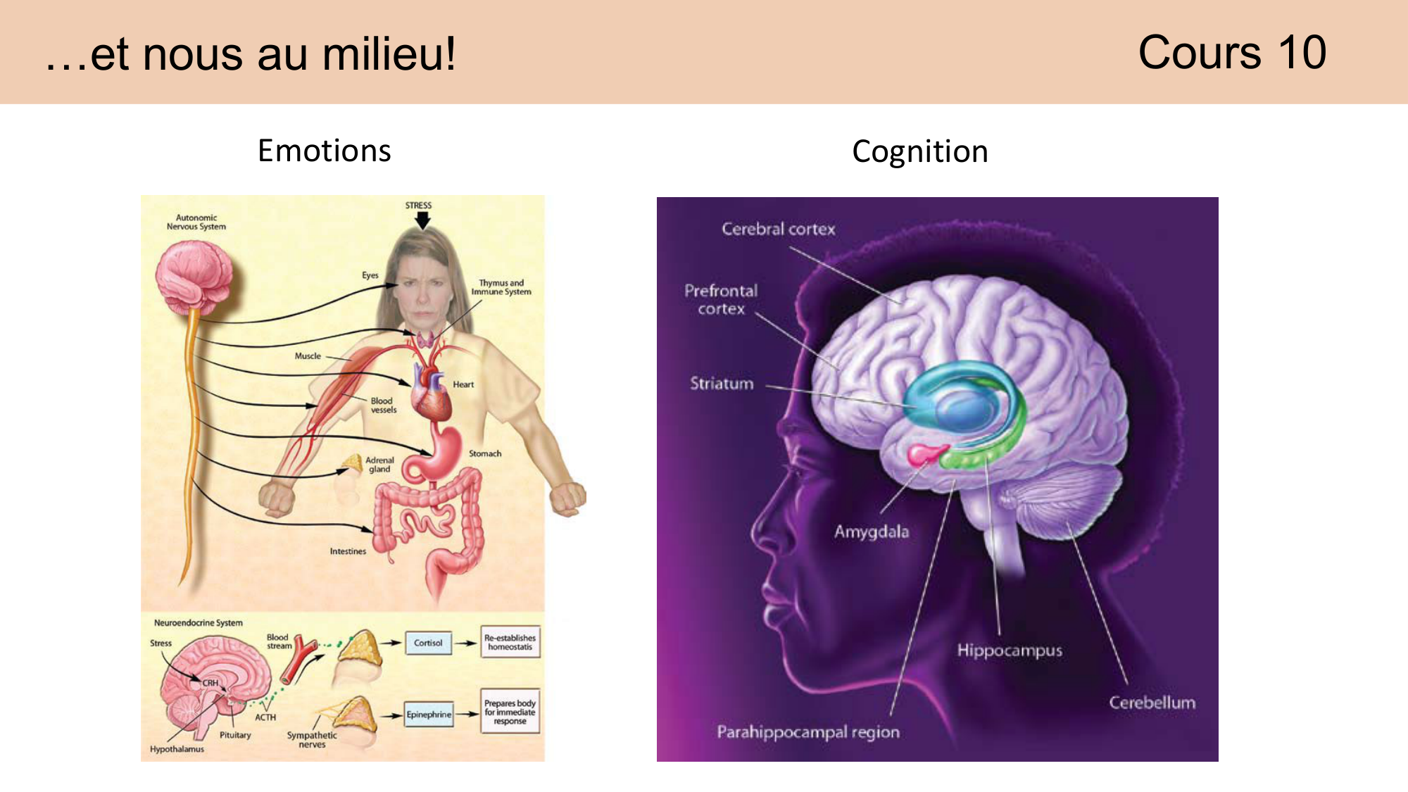 CARLETON JABAUDON cours 2024 etats internes et maladies neurologiques page 2
