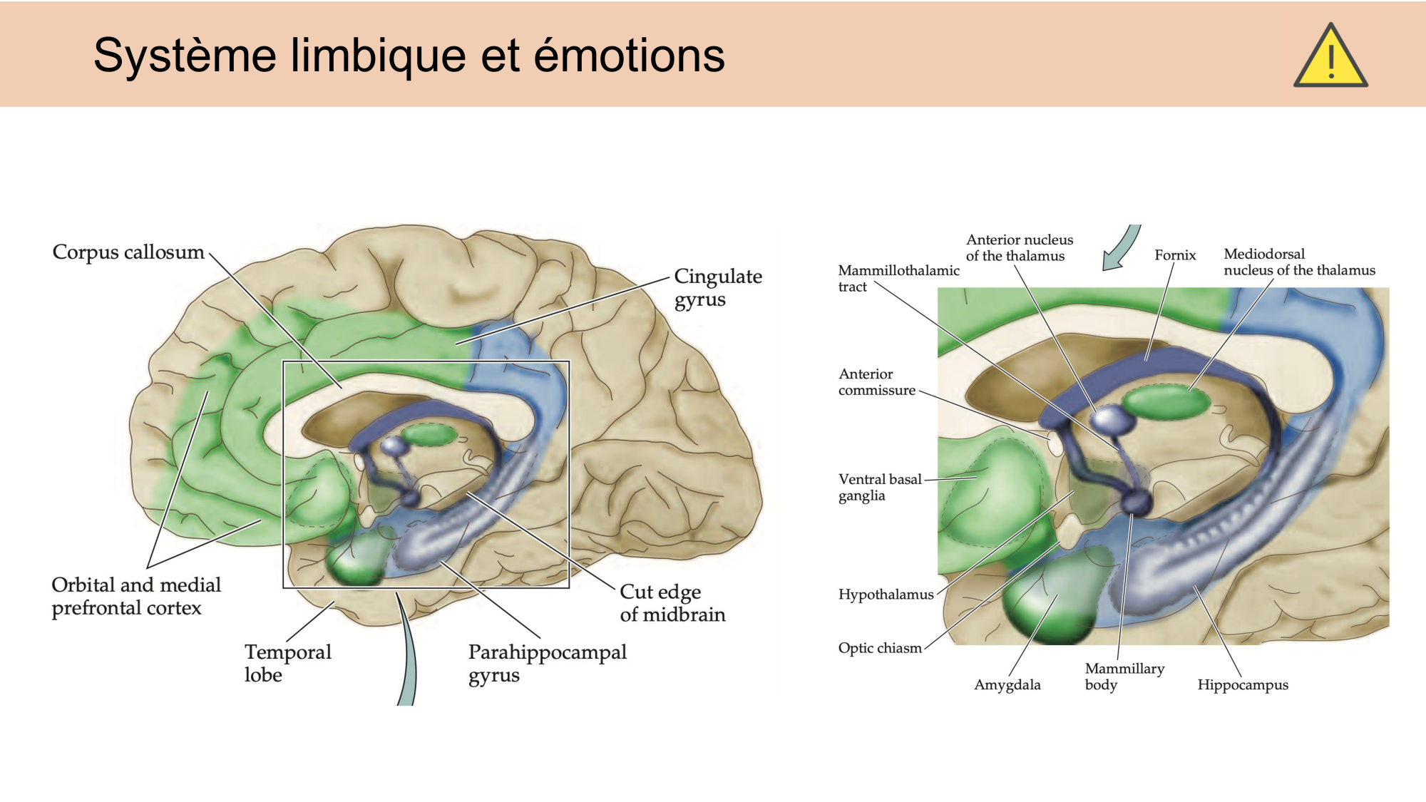 CARLETON JABAUDON cours 2024 etats internes et maladies neurologiques page 4