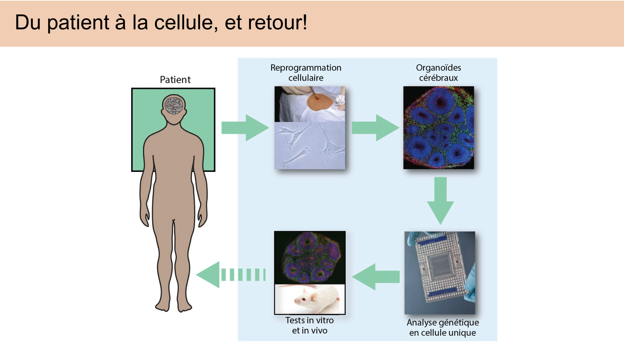 CARLETON JABAUDON cours 2024 etats internes et maladies neurologiques page 21