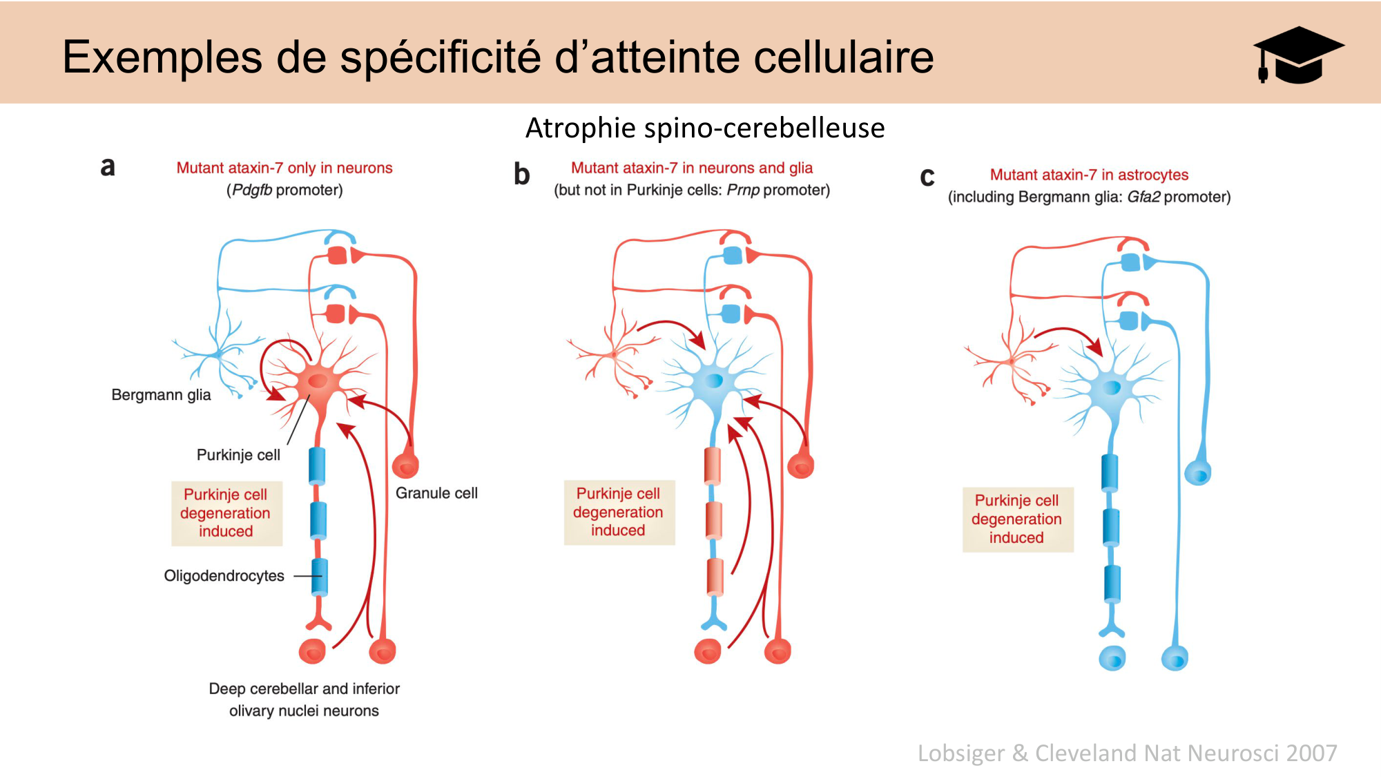 CARLETON JABAUDON cours 2024 etats internes et maladies neurologiques page 36