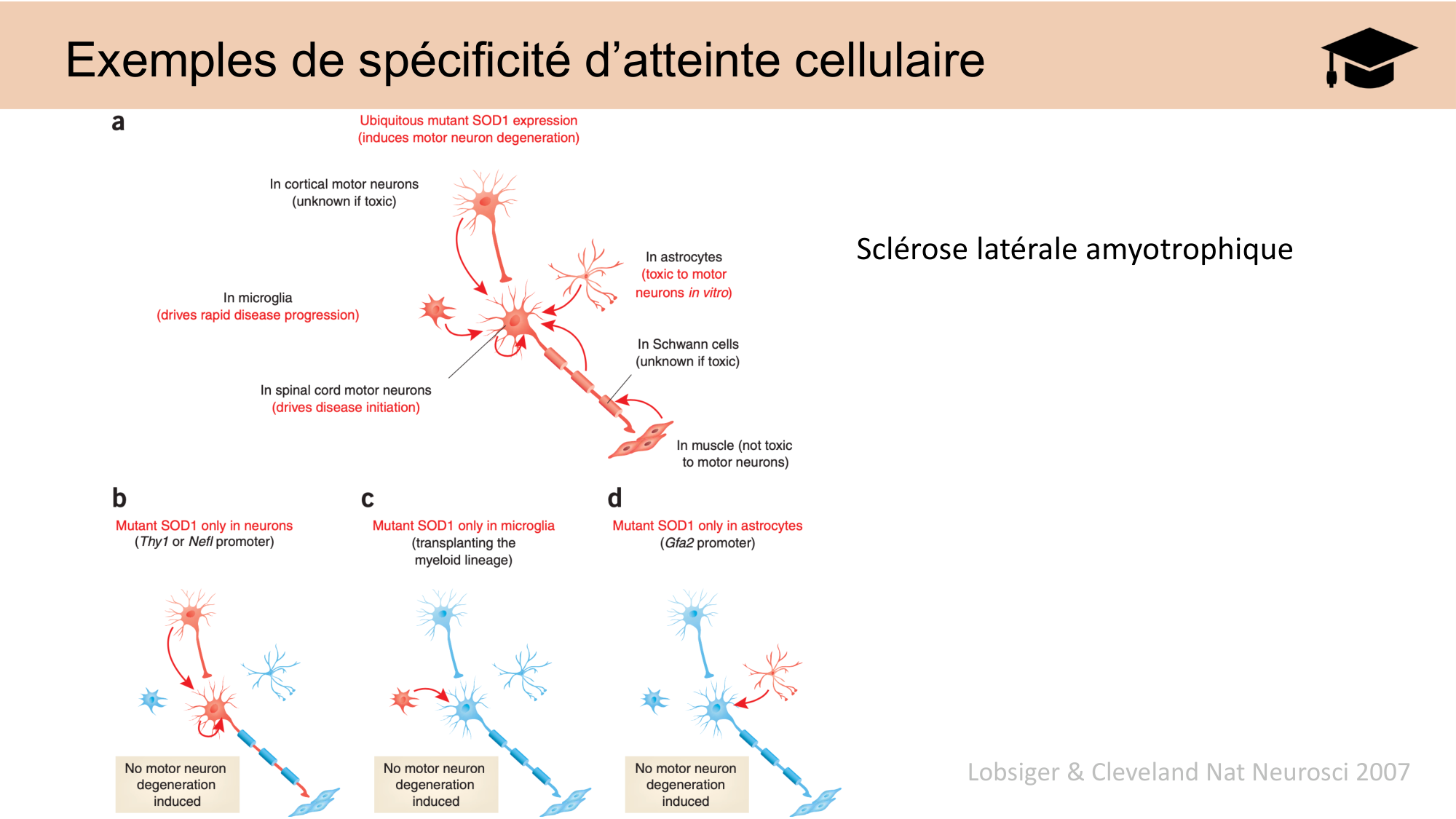 CARLETON JABAUDON cours 2024 etats internes et maladies neurologiques page 37