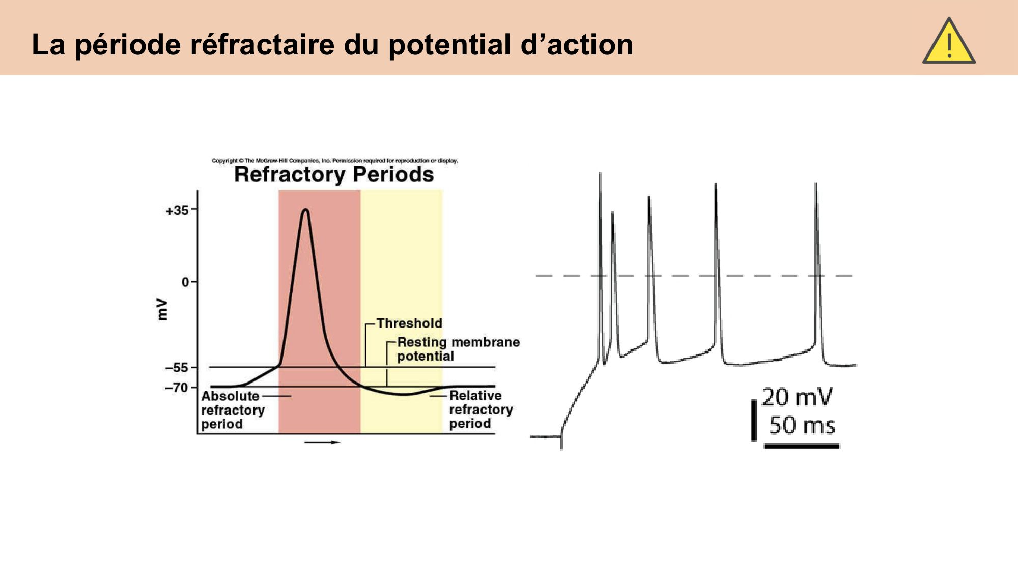 CARLETON cours 2025 Transmission Synaptique Plasticité 1 page 2
